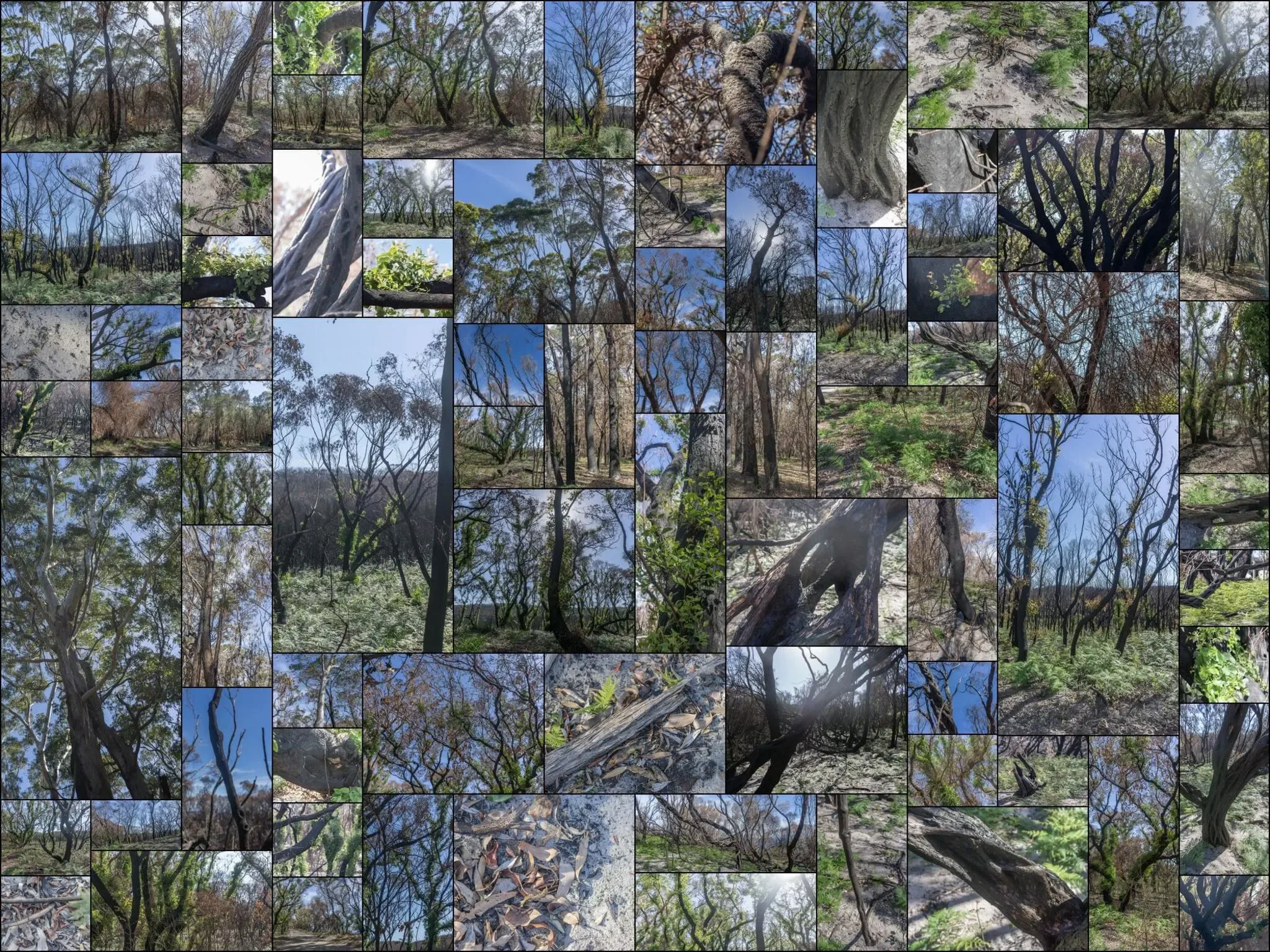 238 photos of Burnt and Regrowing Australian Forest