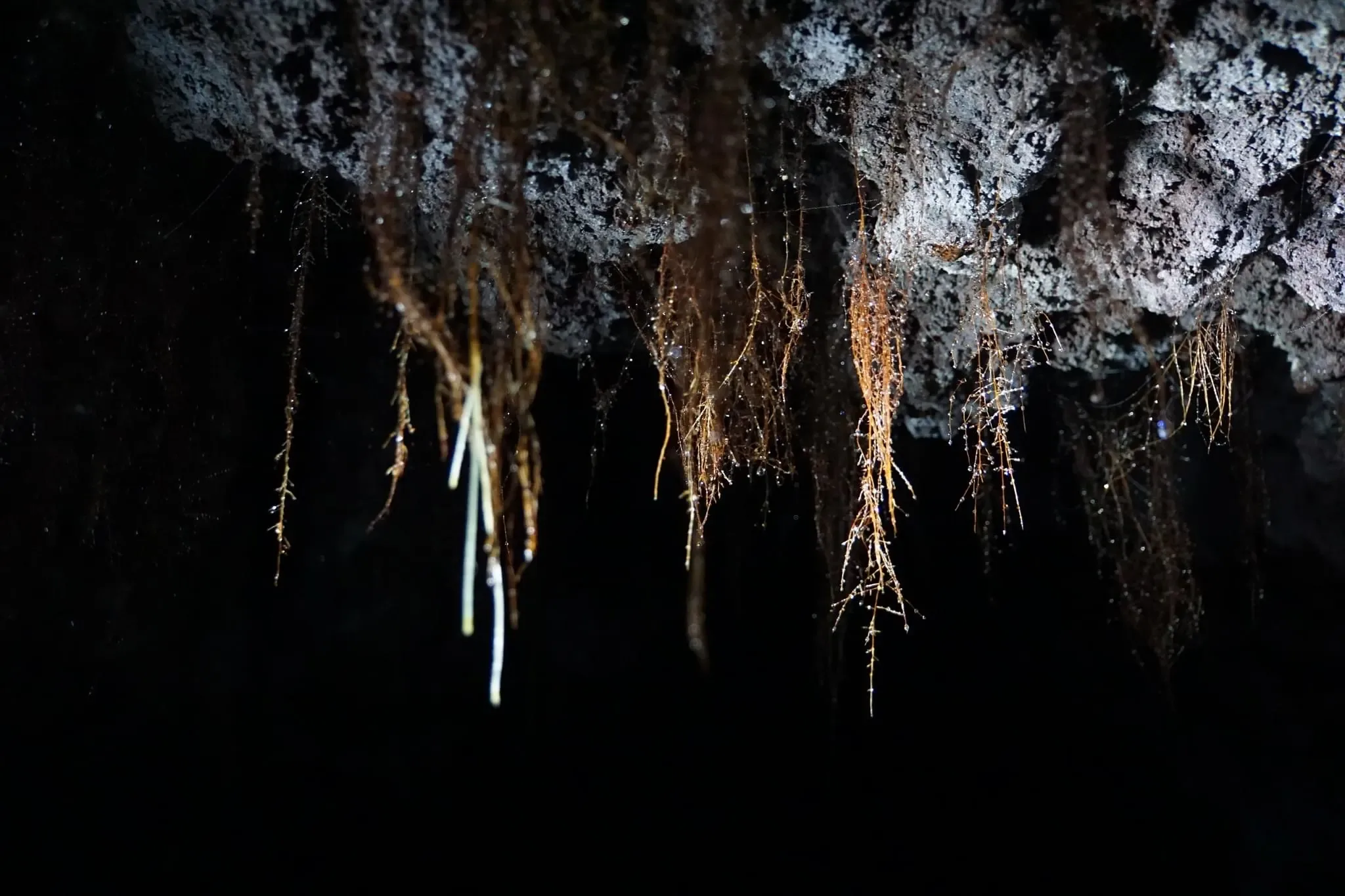 200 photos of Cave Tree Roots