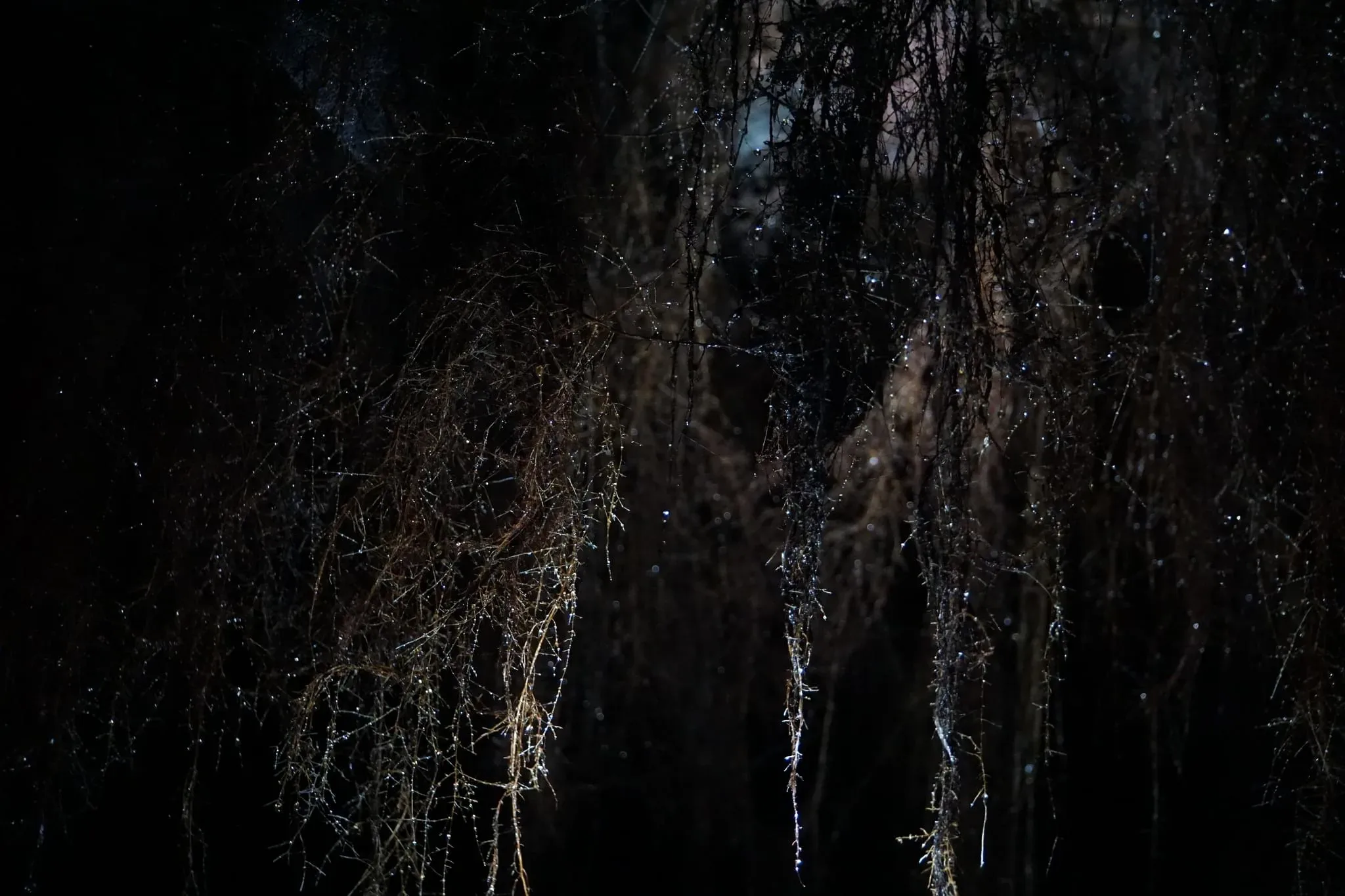 200 photos of Cave Tree Roots