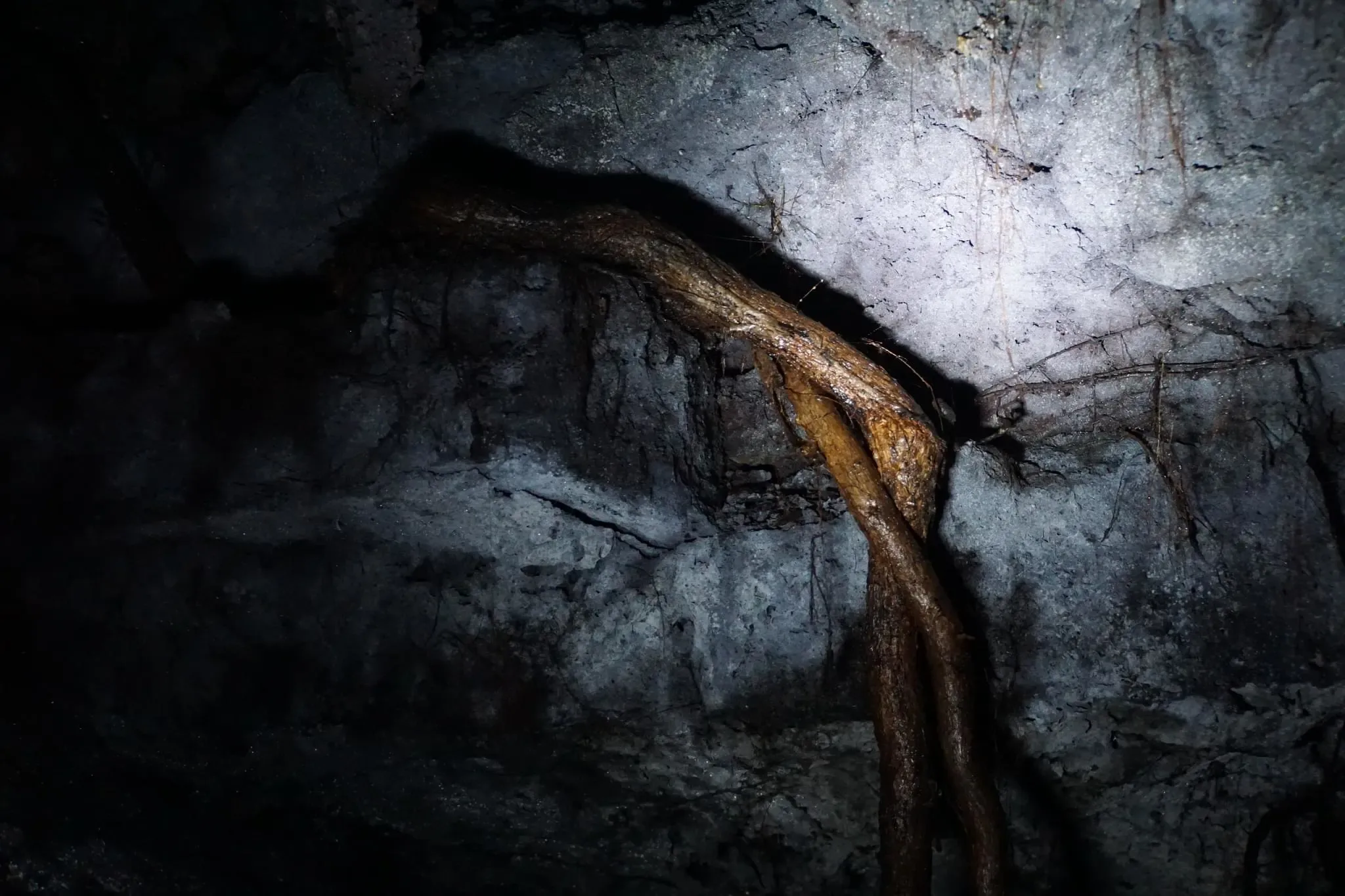 200 photos of Cave Tree Roots