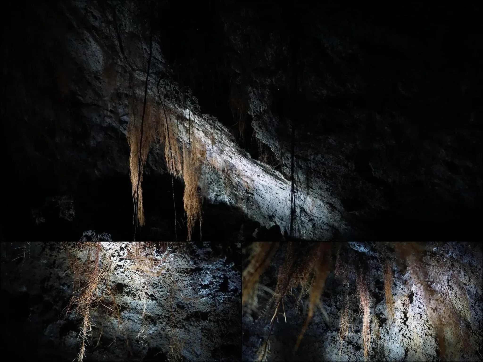 200 photos of Cave Tree Roots