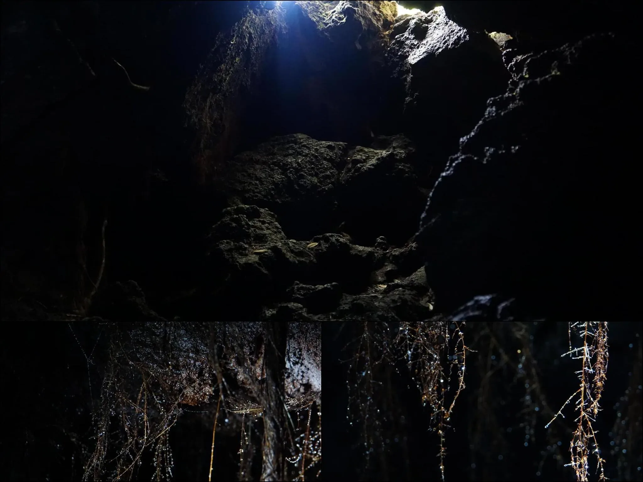 200 photos of Cave Tree Roots