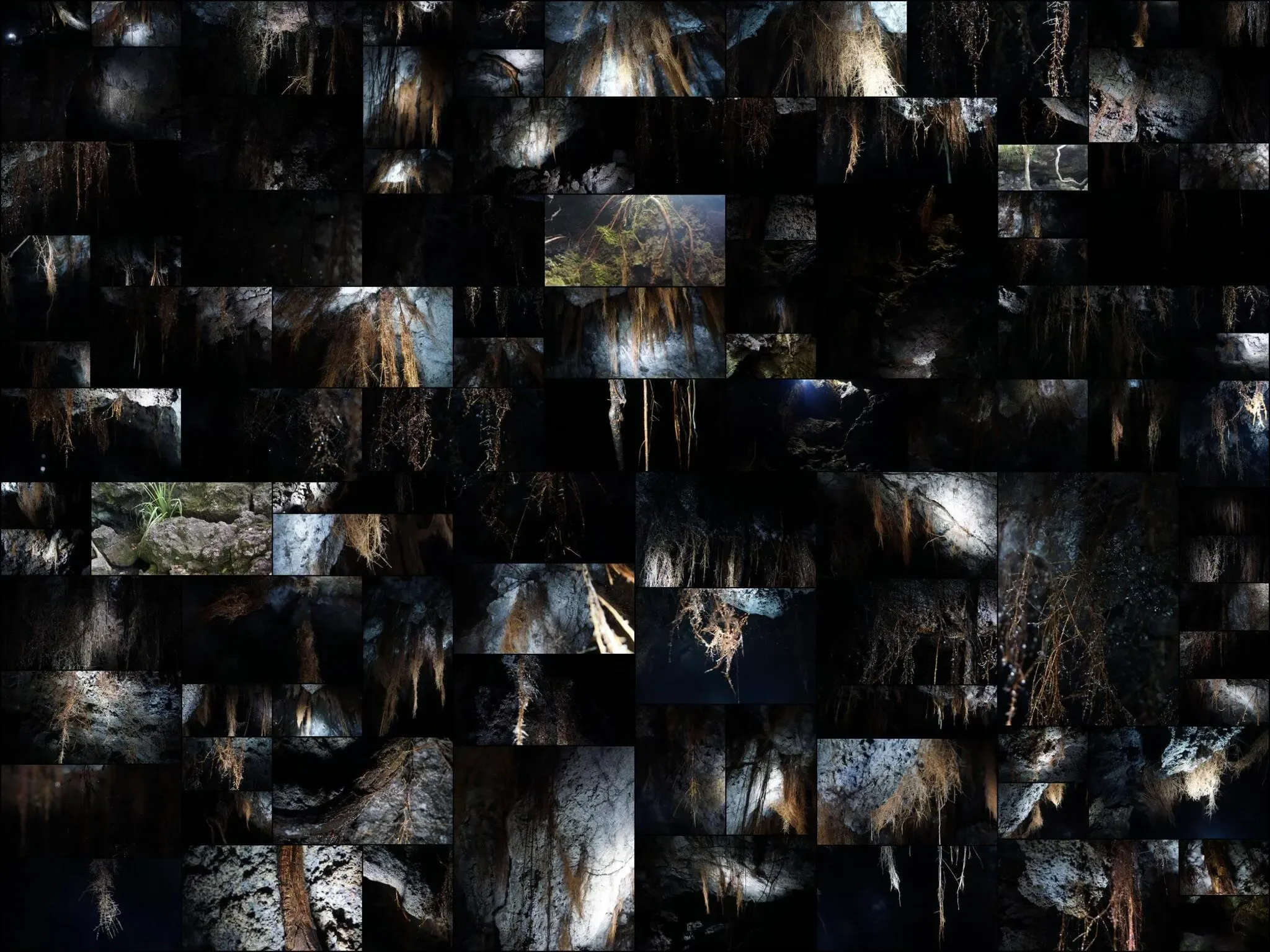 200 photos of Cave Tree Roots