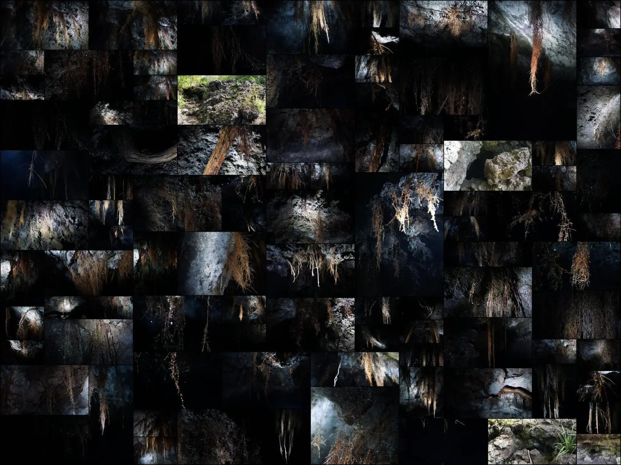 200 photos of Cave Tree Roots