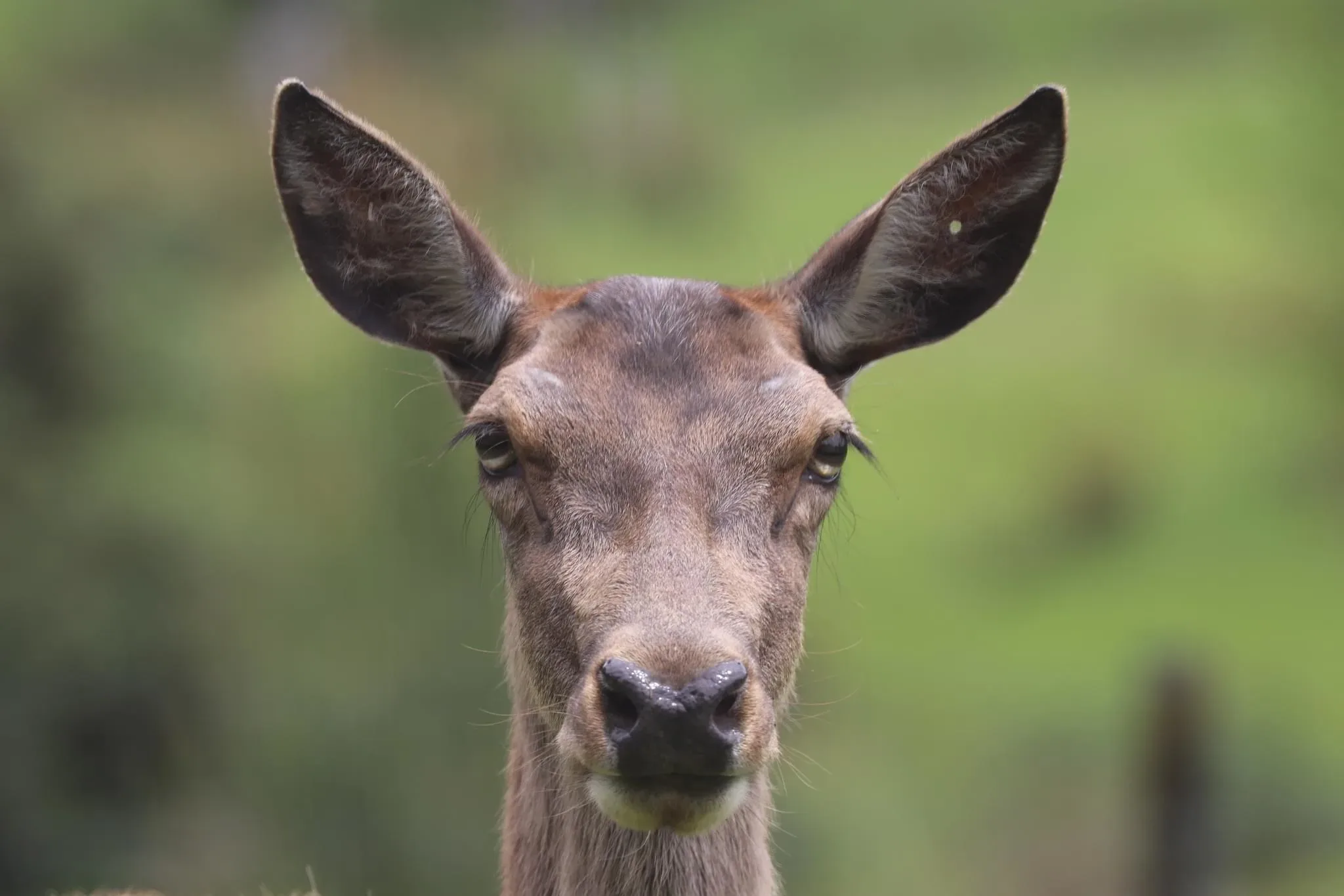 53 photos of Deer