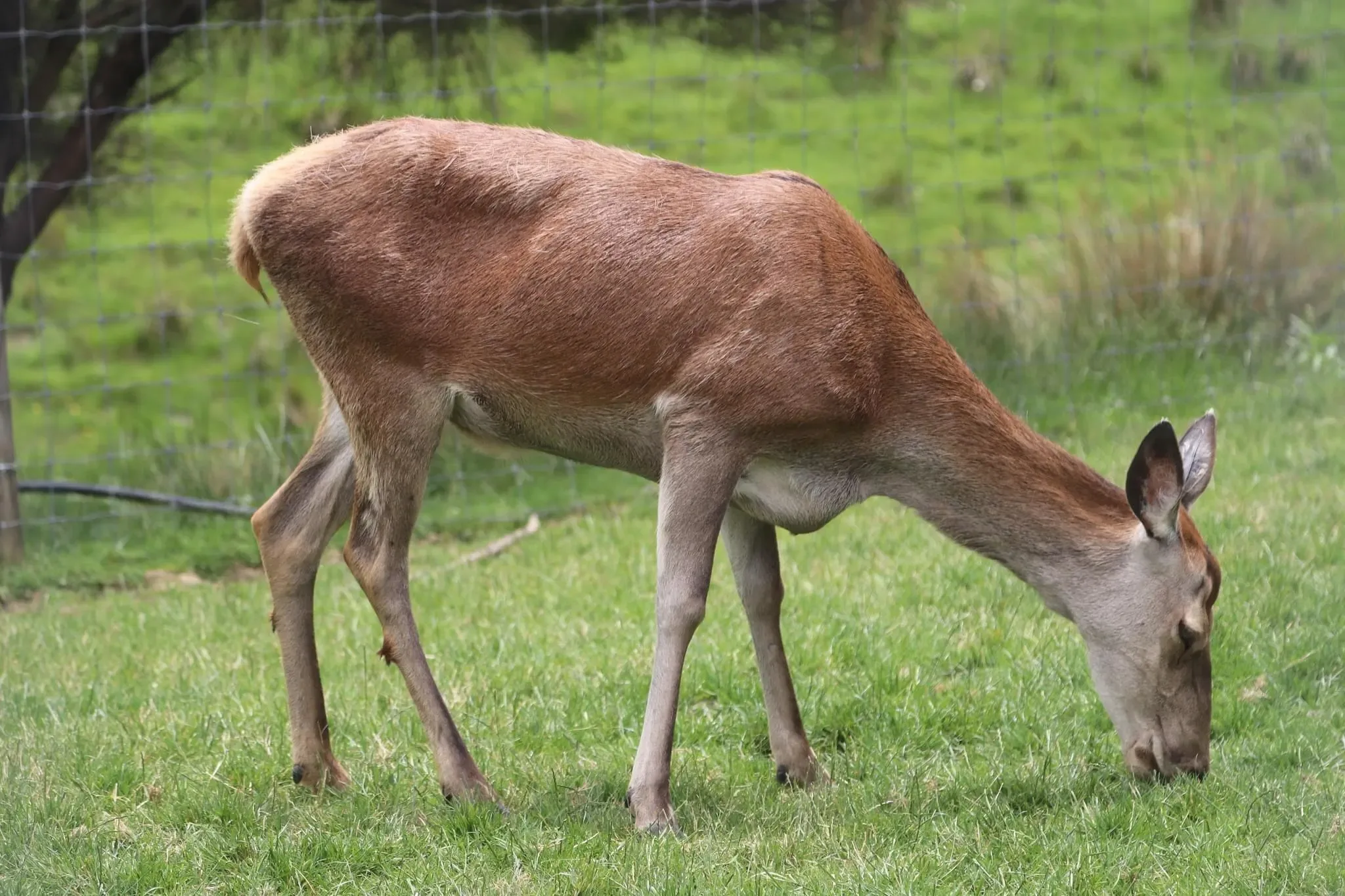 53 photos of Deer