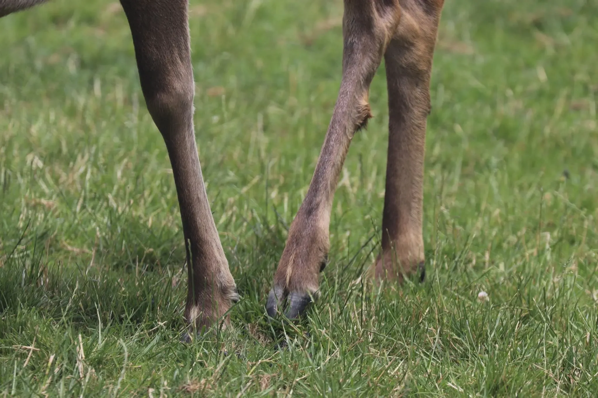 53 photos of Deer