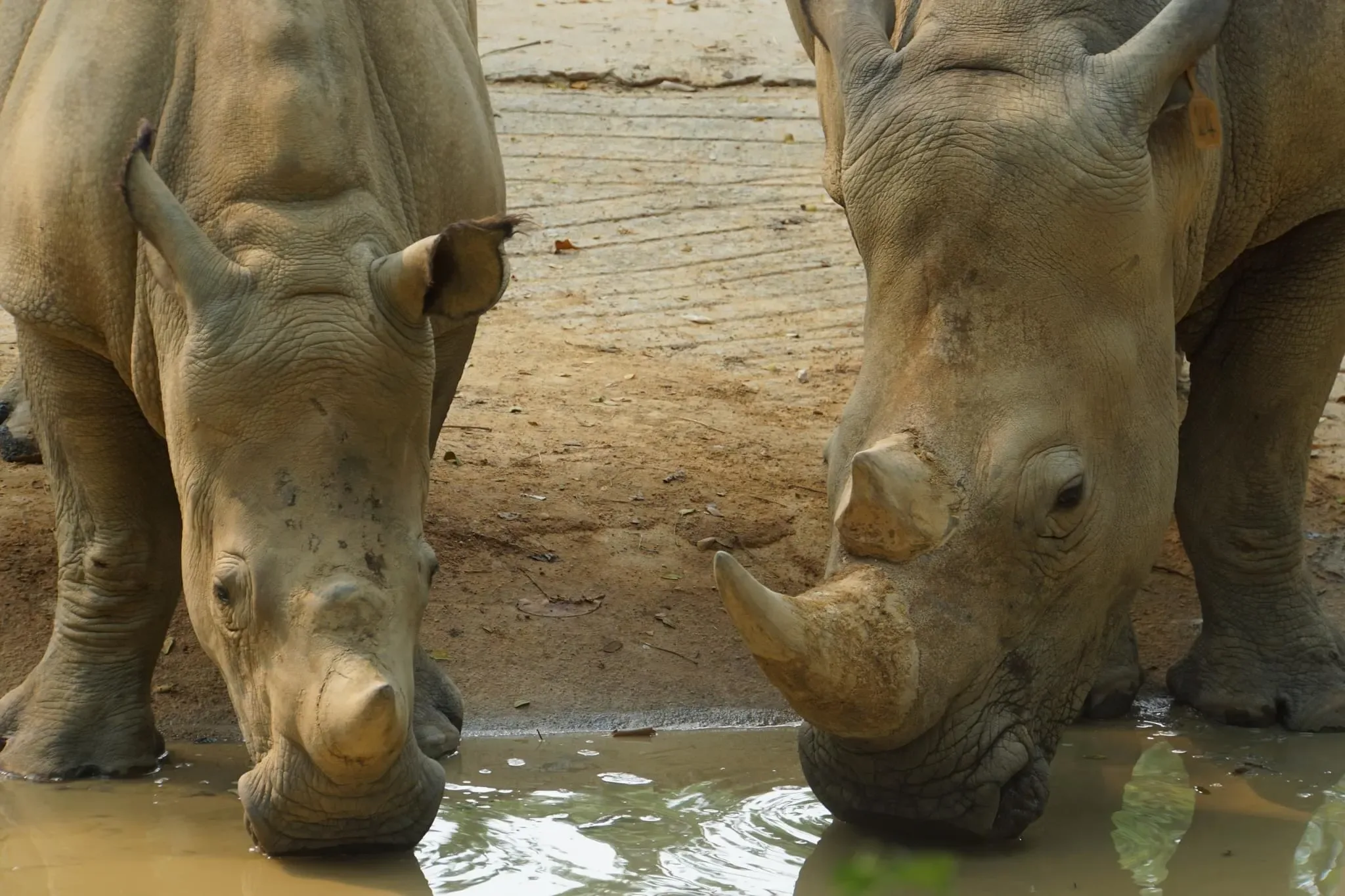 151 photos of White Rhinos