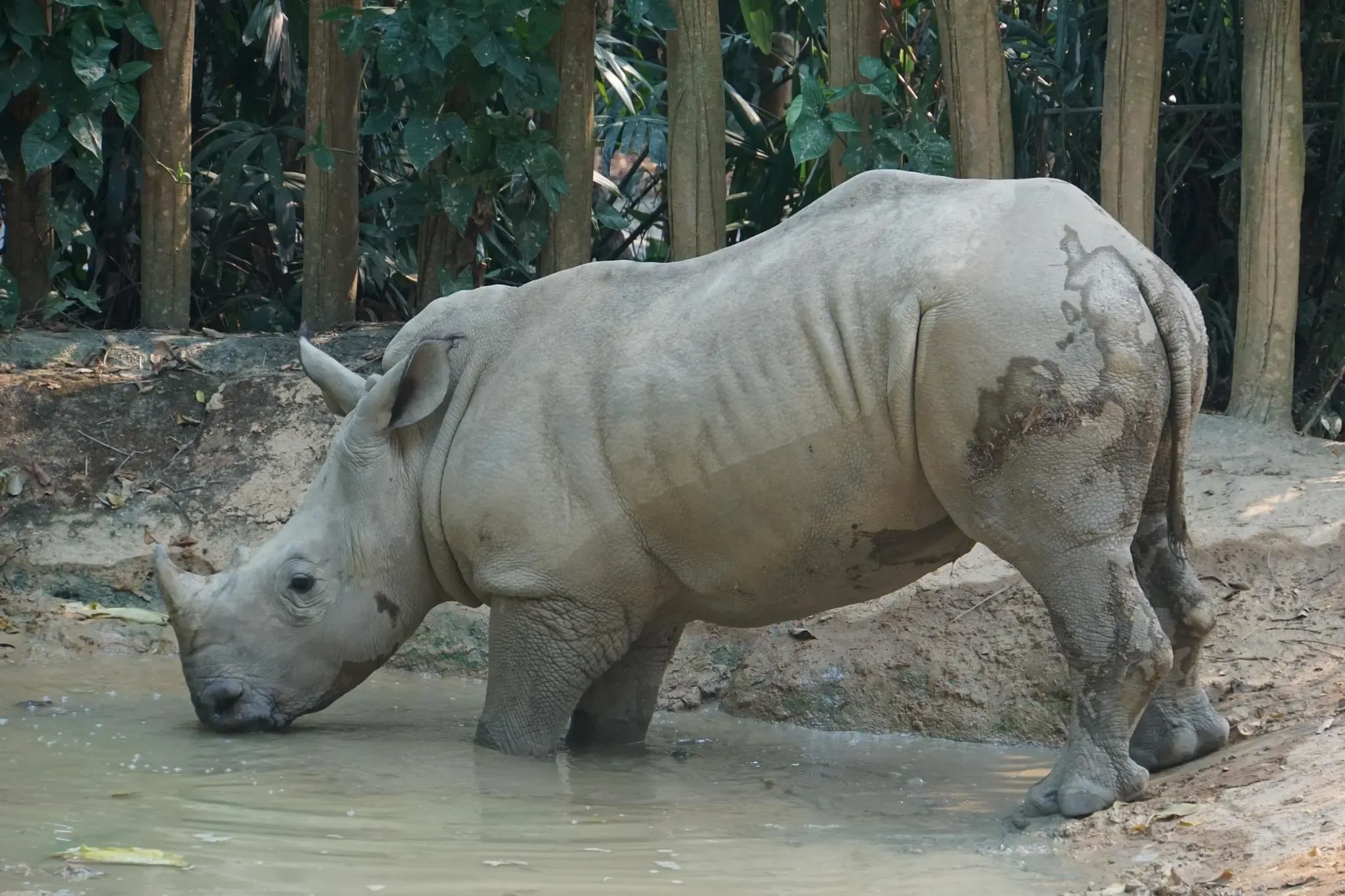 151 photos of White Rhinos