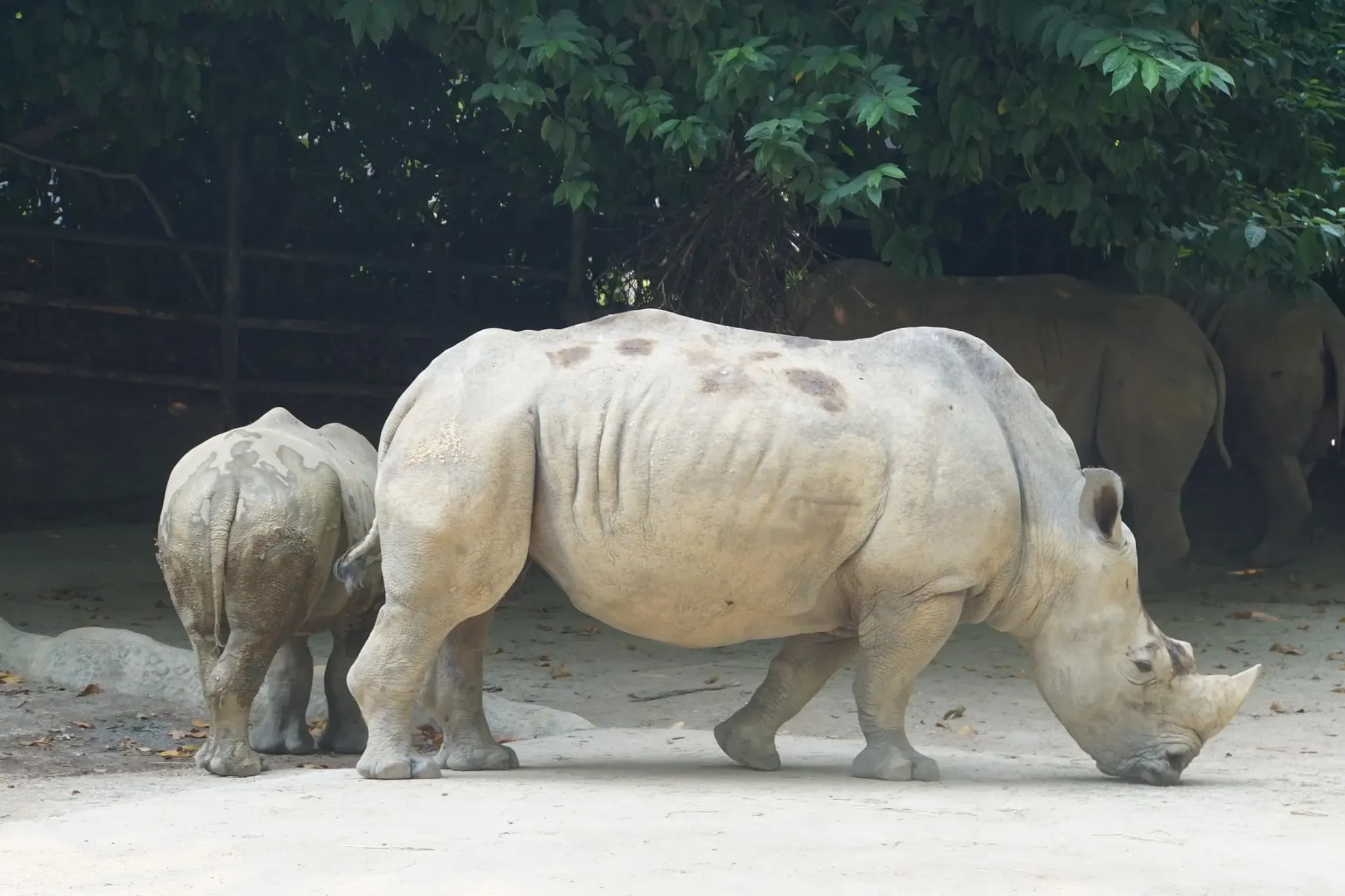 151 photos of White Rhinos