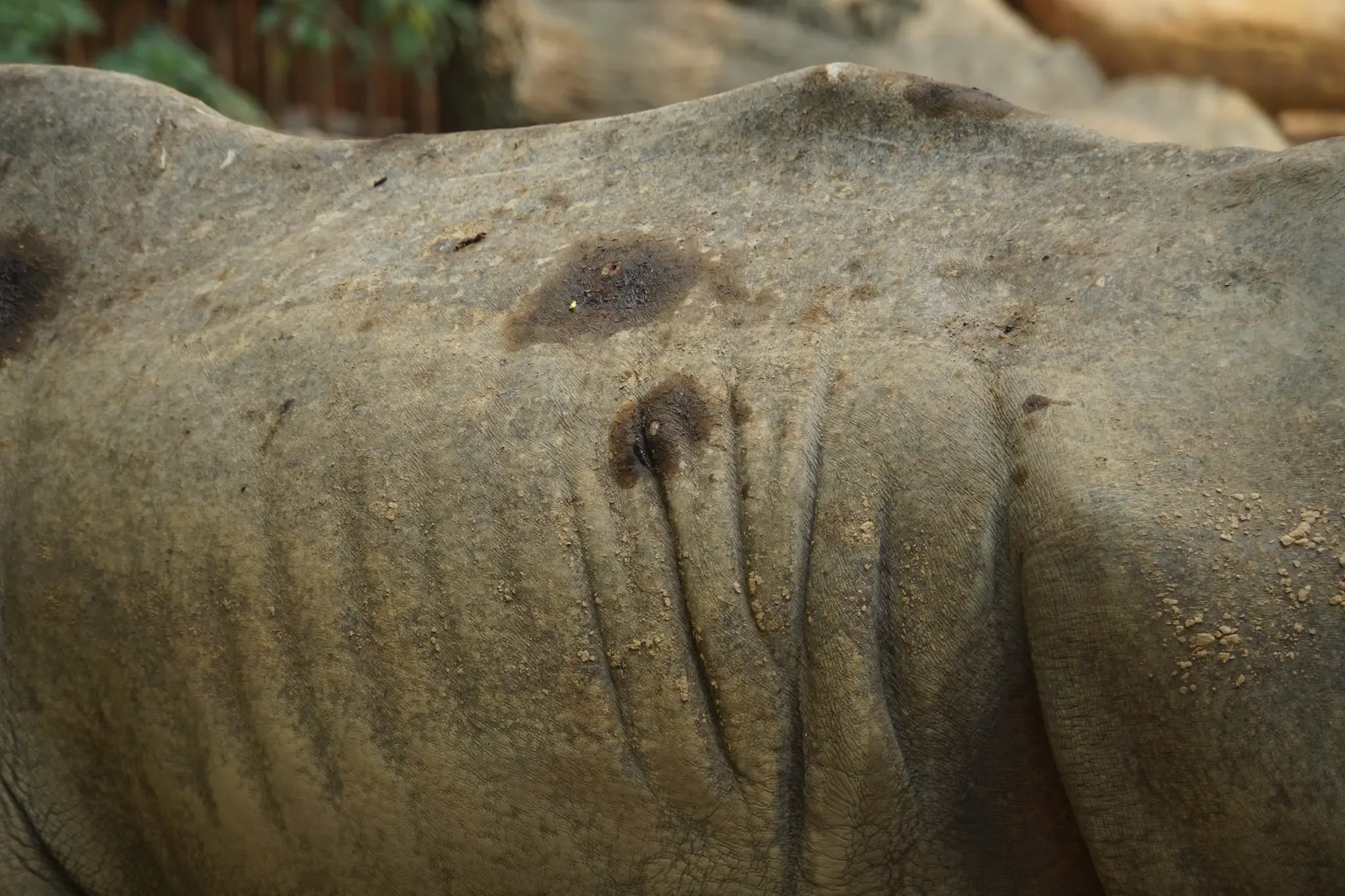 151 photos of White Rhinos