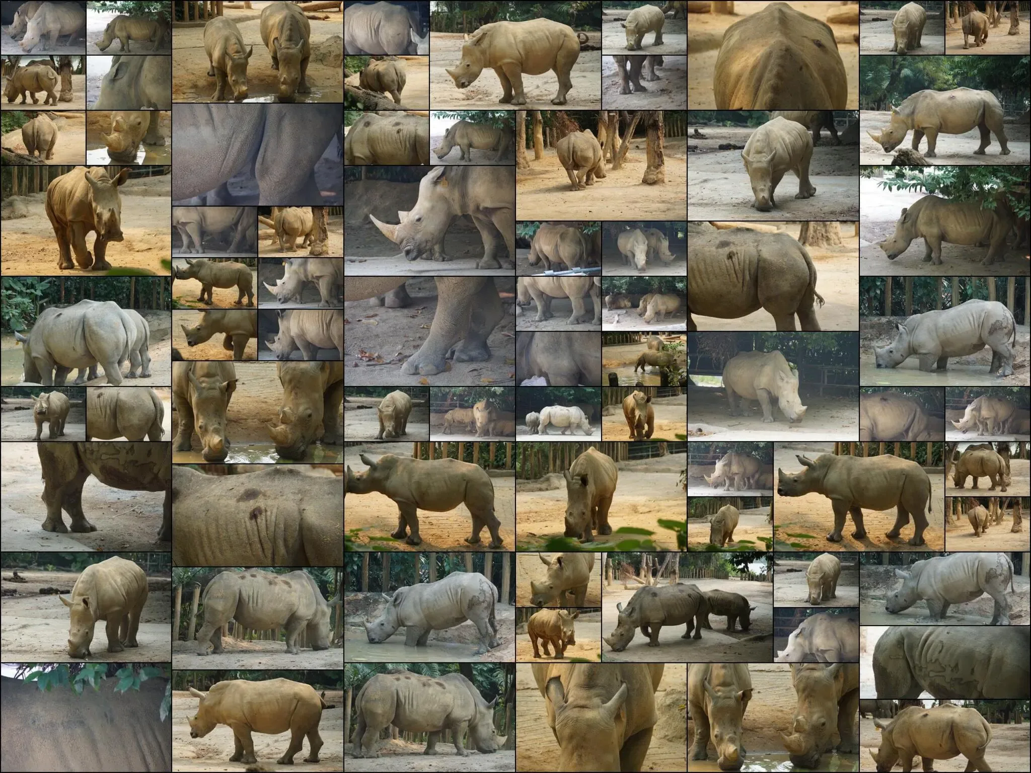 151 photos of White Rhinos