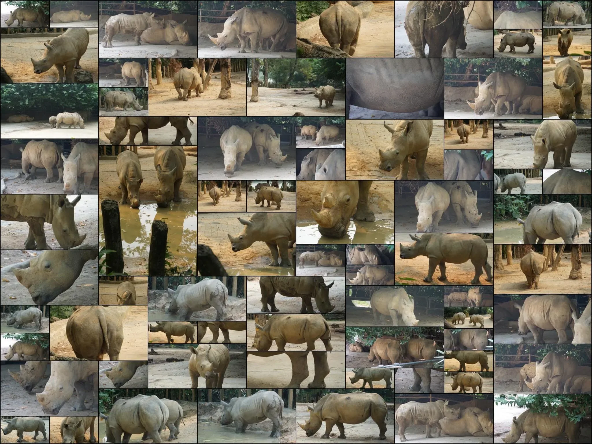 151 photos of White Rhinos