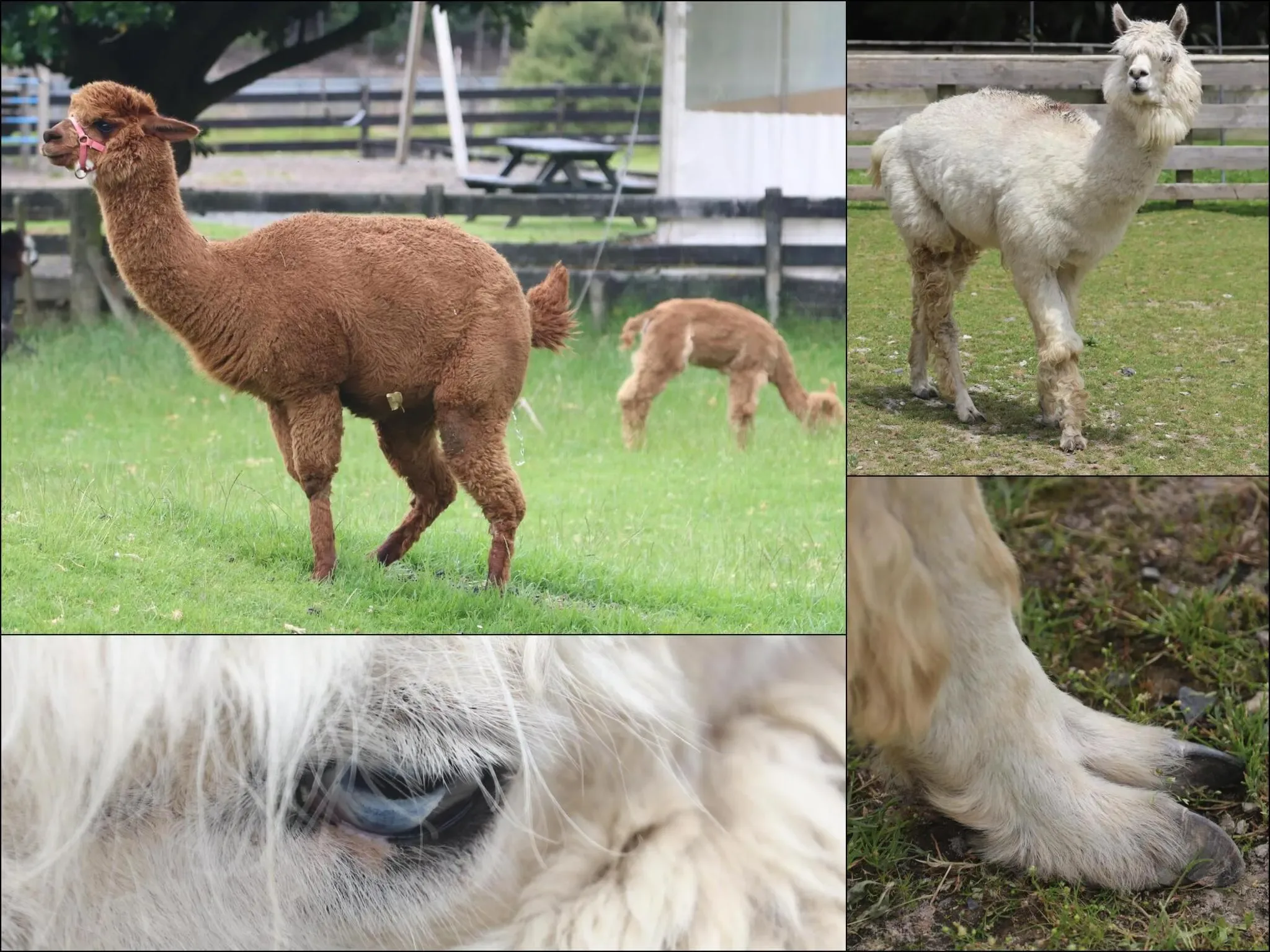 81 photos of Alpaca