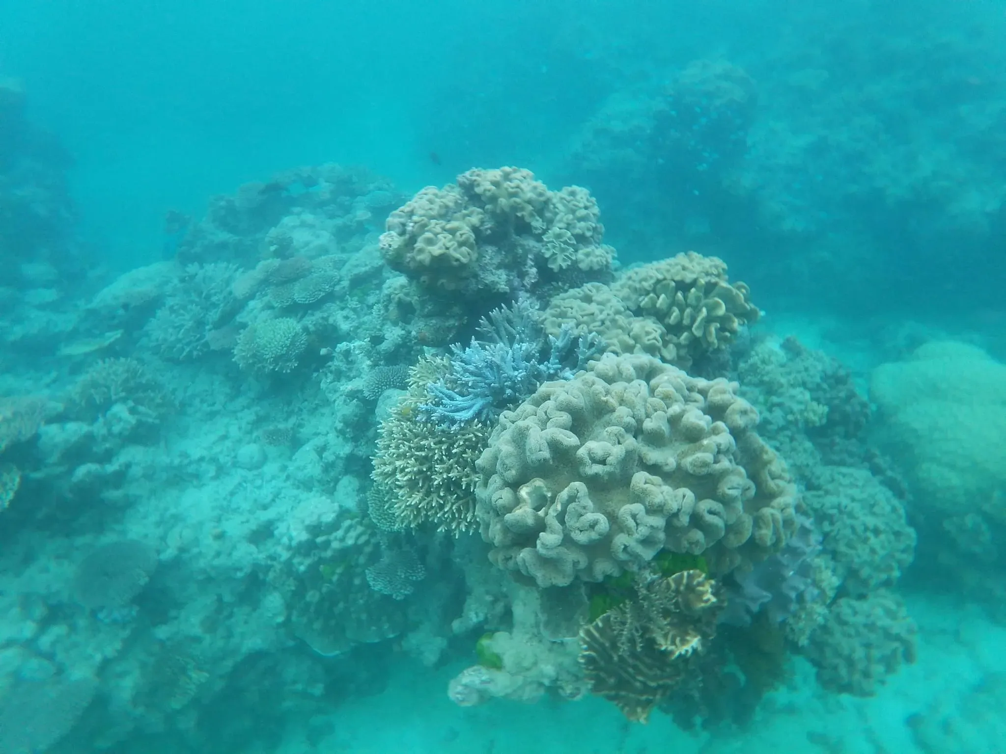 111 photos of Great Barrier Coral Reefs