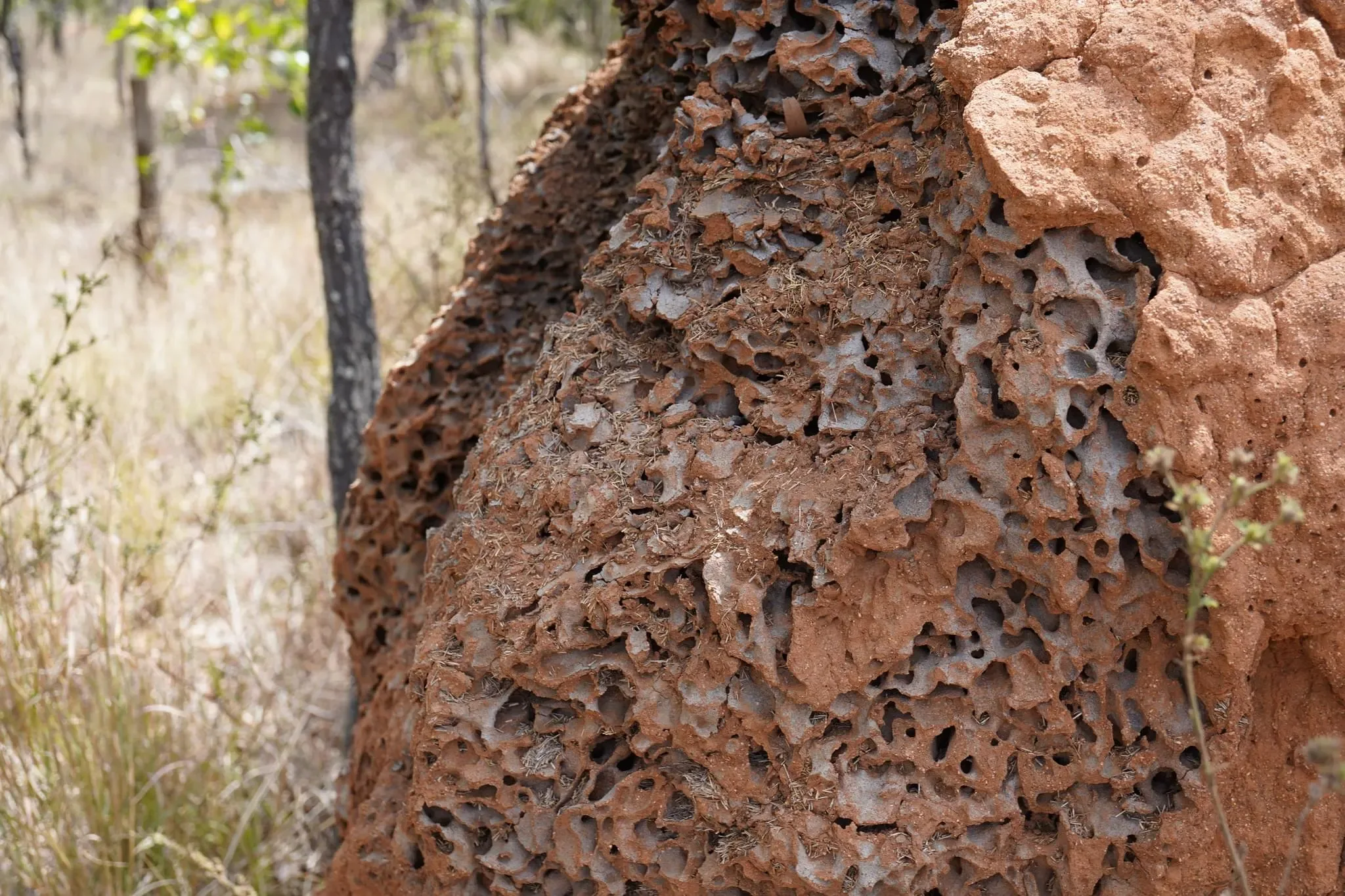 90 photos of Thick Red Termite Mounds