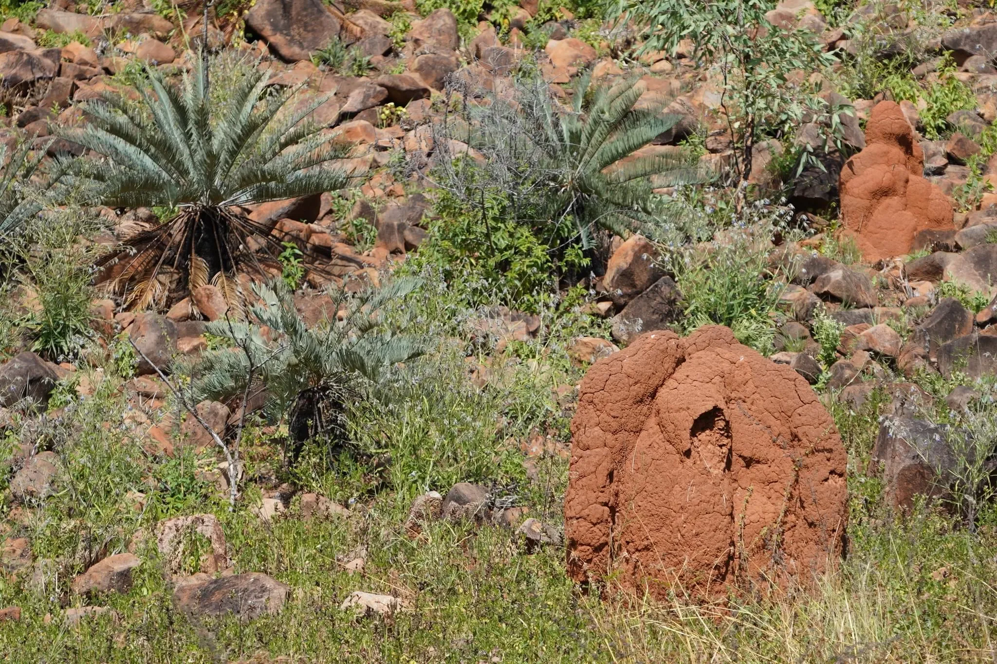 90 photos of Thick Red Termite Mounds