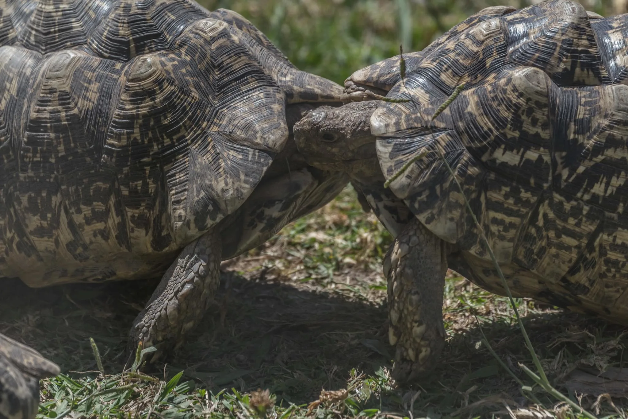 190 photos of Leopard Tortoise