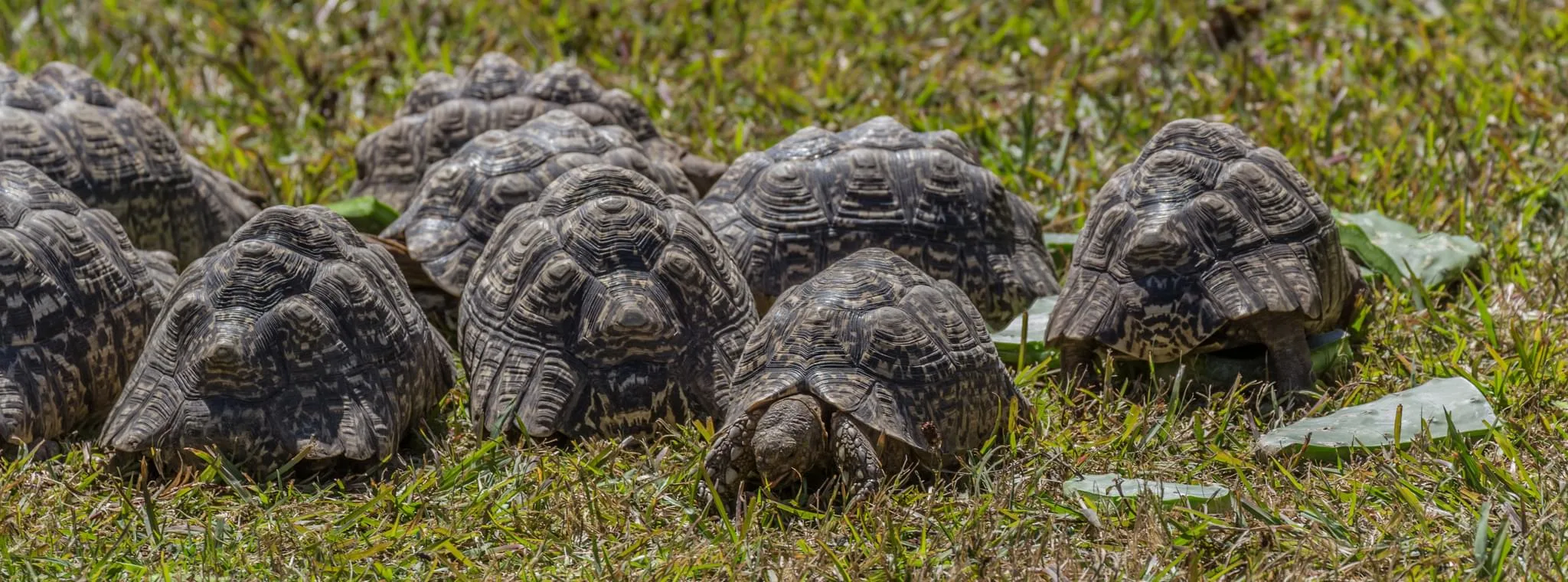 190 photos of Leopard Tortoise