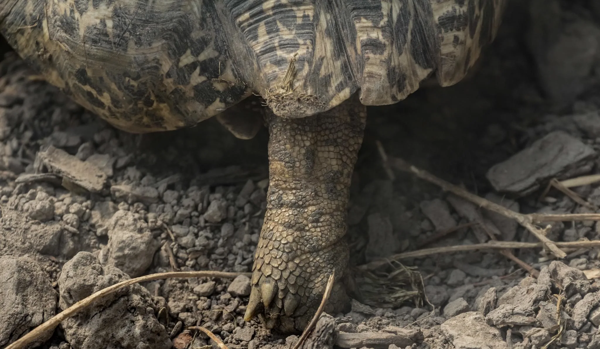 190 photos of Leopard Tortoise