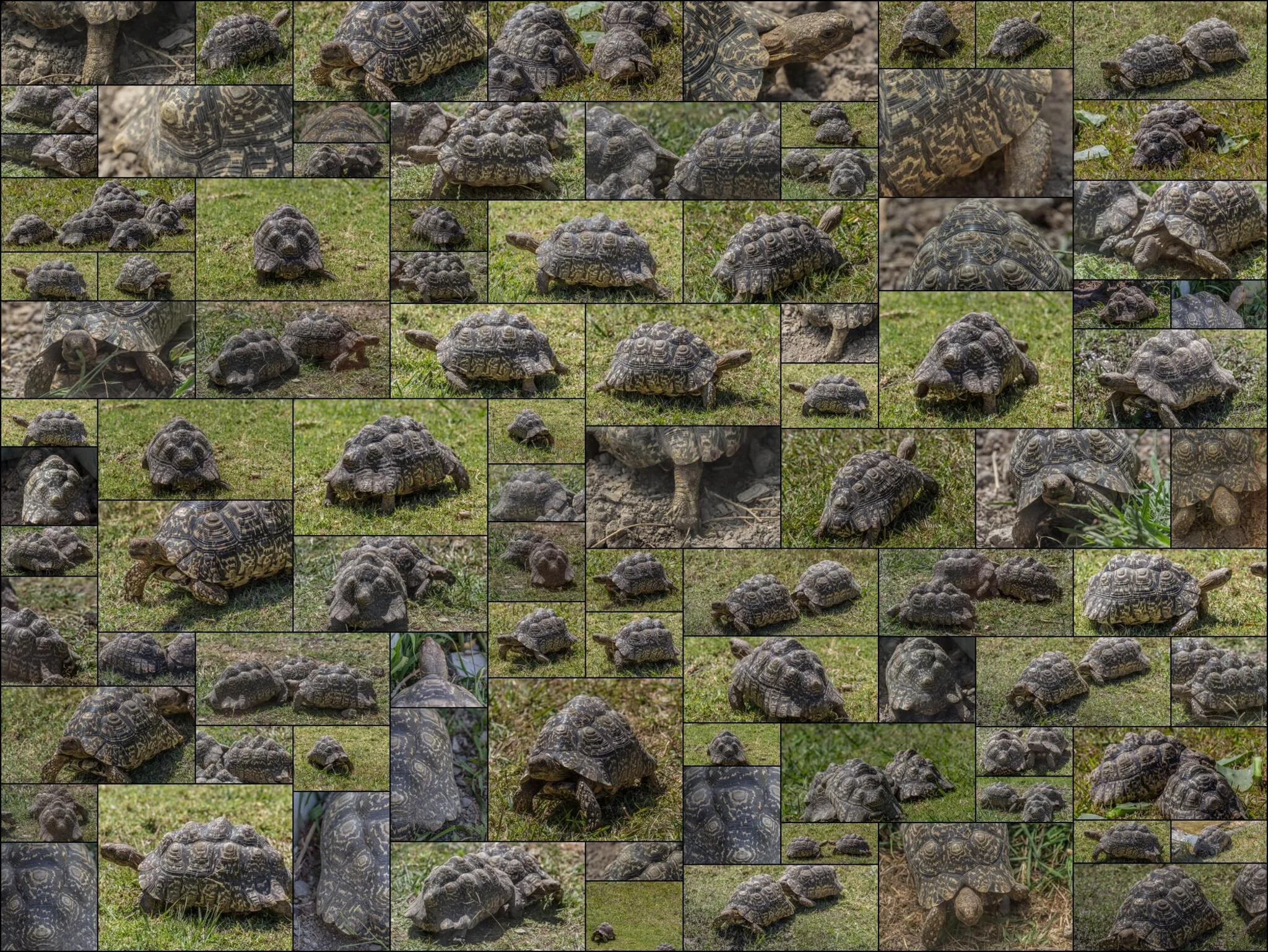 190 photos of Leopard Tortoise