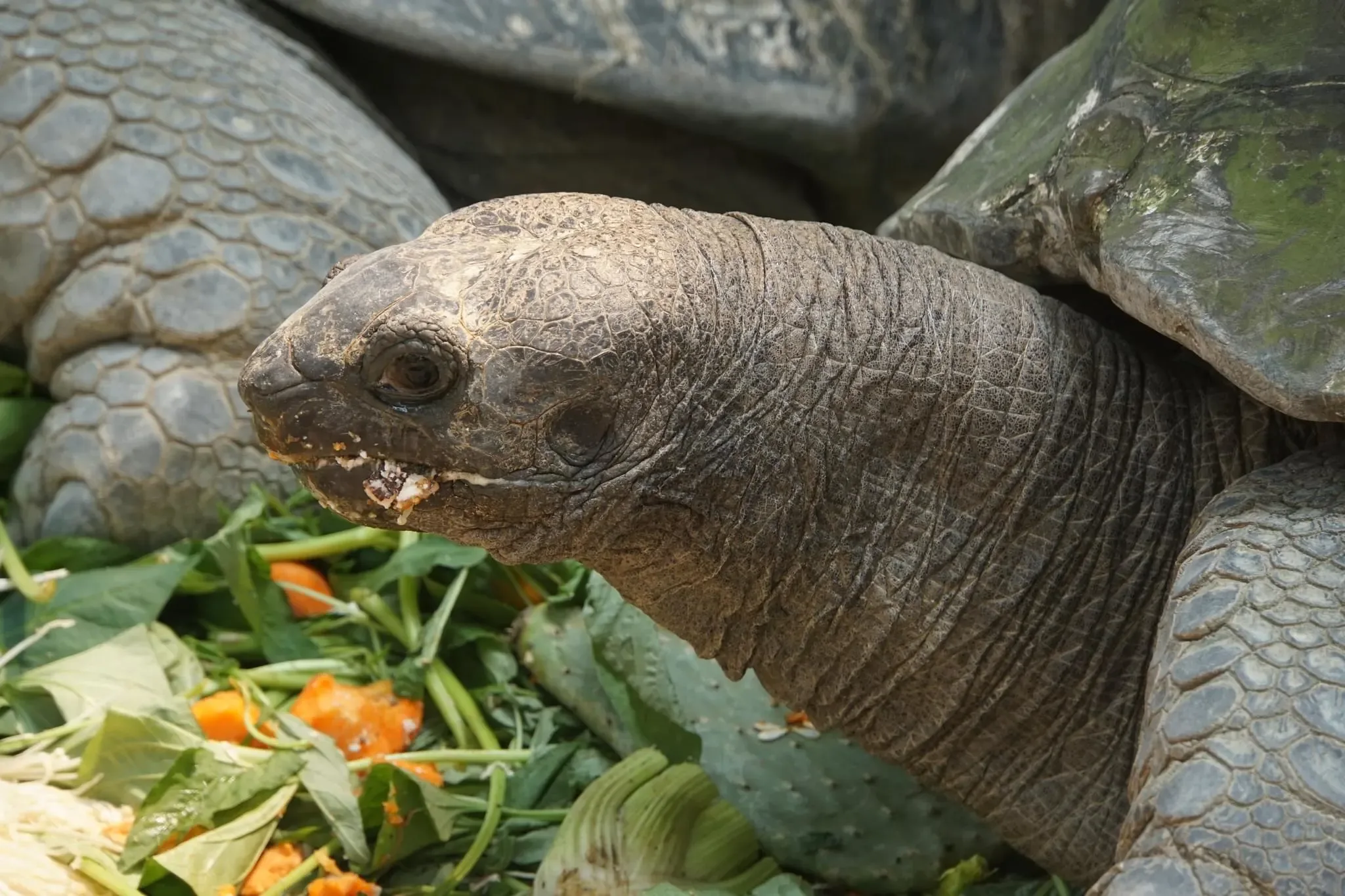 92 photos of Giant Tortoise