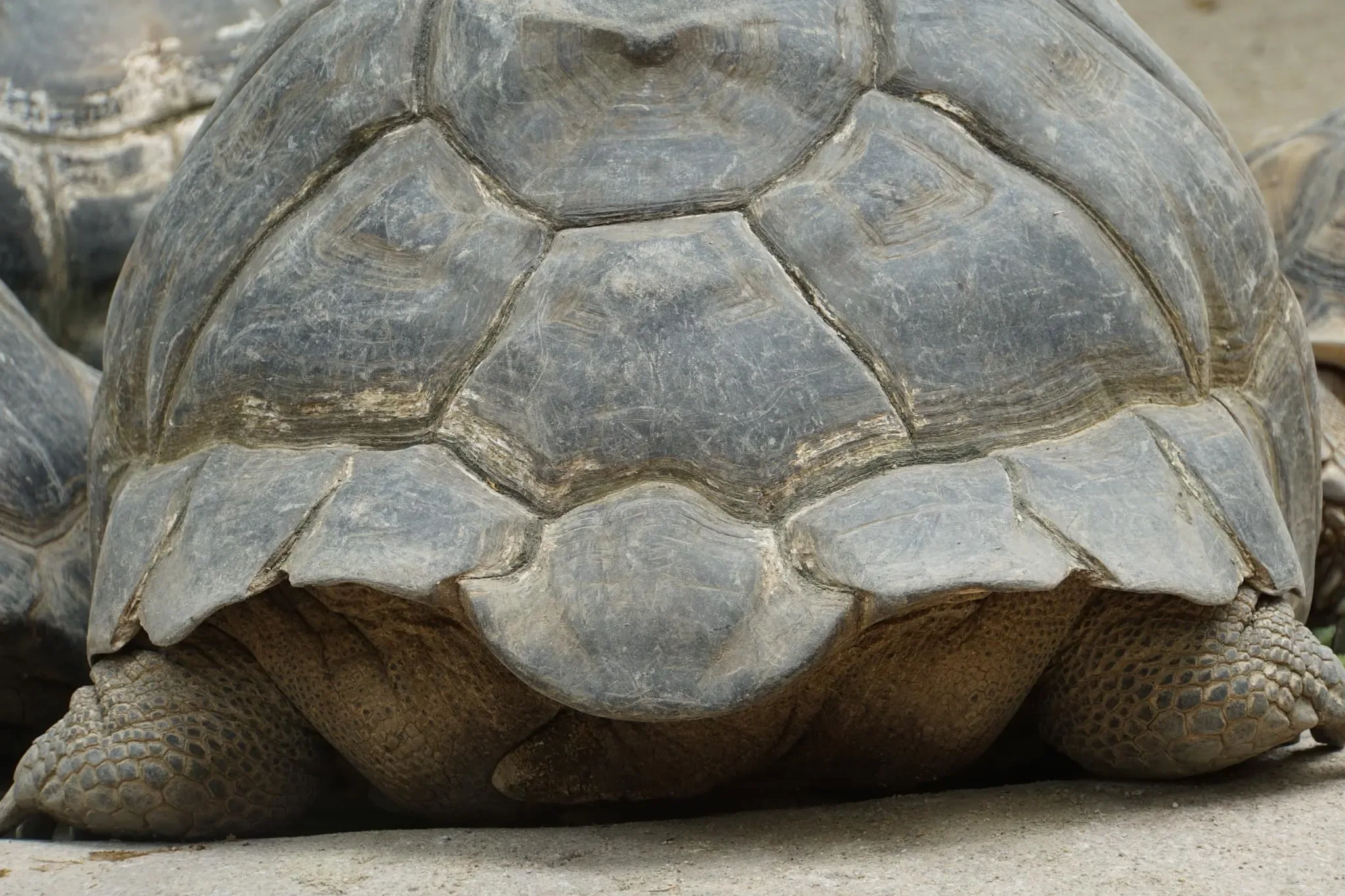 92 photos of Giant Tortoise