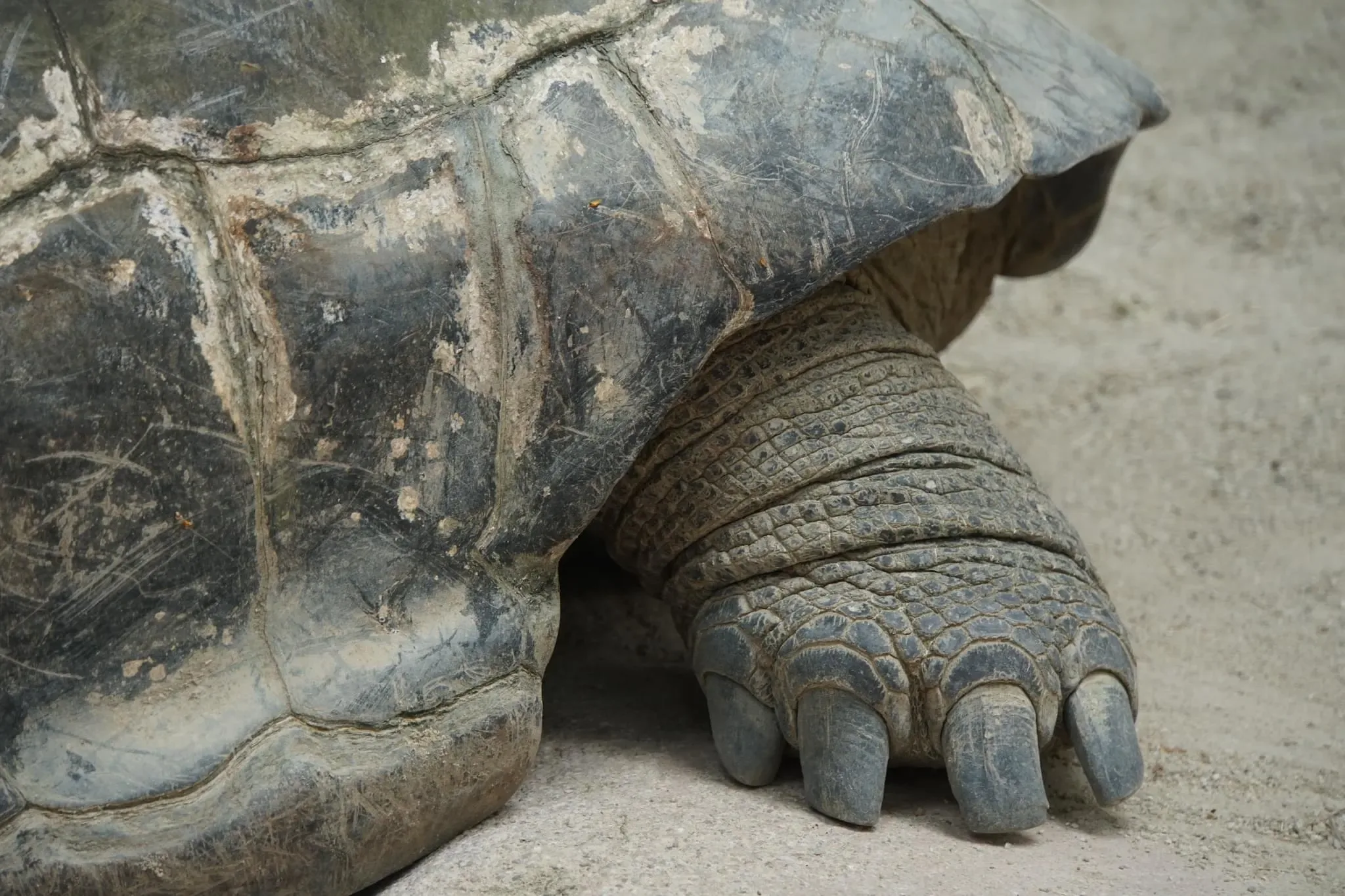 92 photos of Giant Tortoise