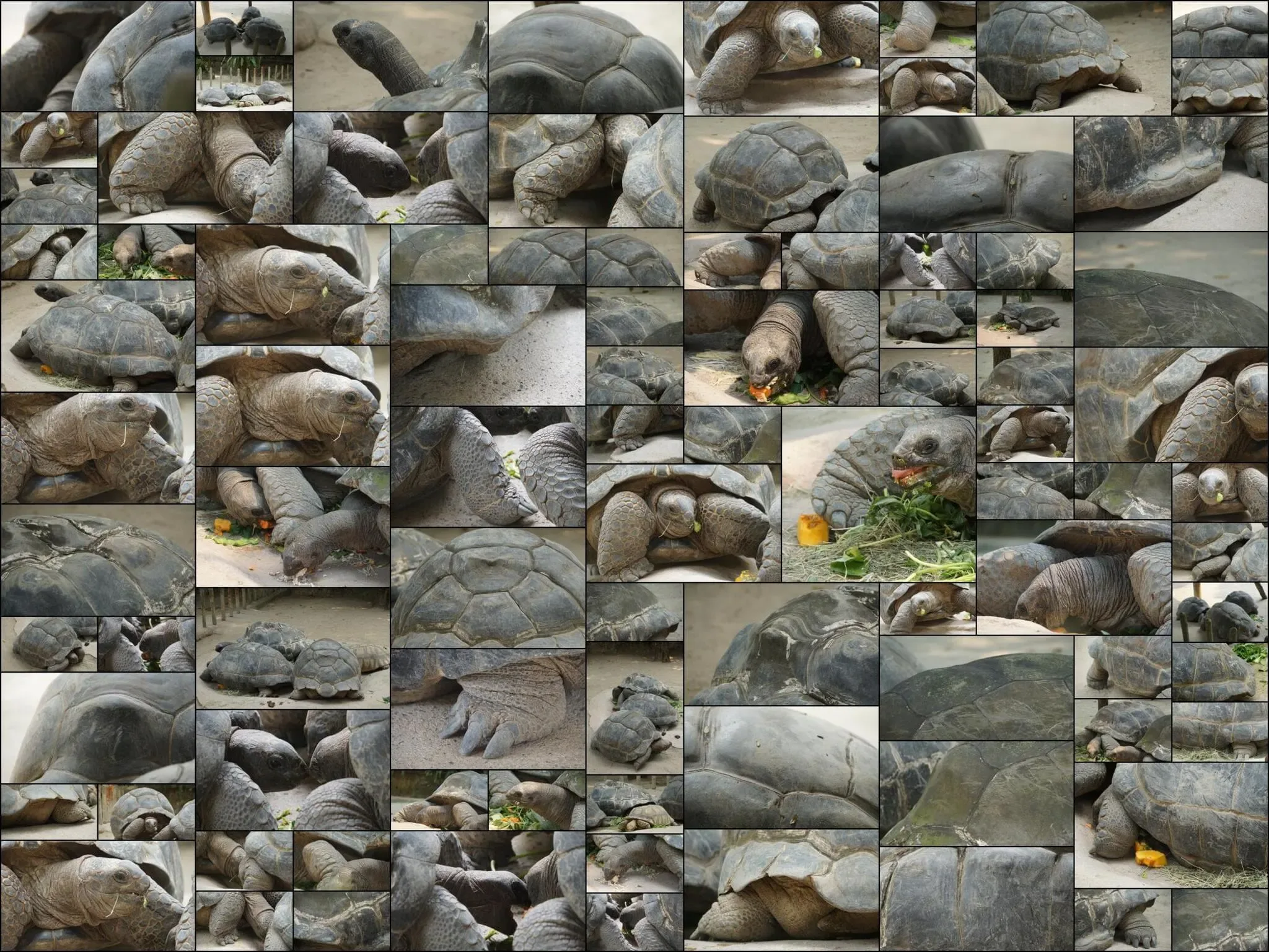 92 photos of Giant Tortoise