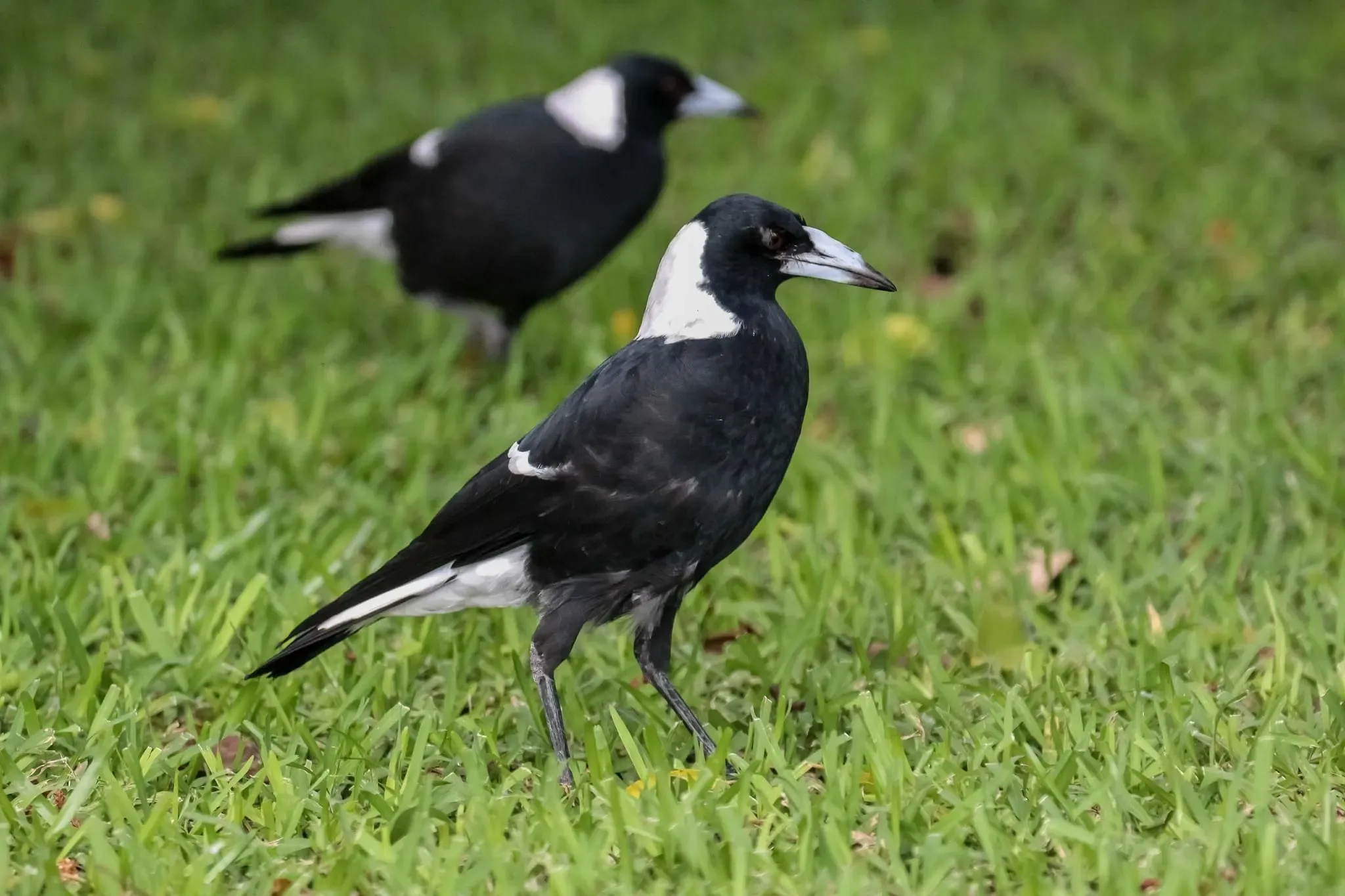 79 photos of Australian Magpie