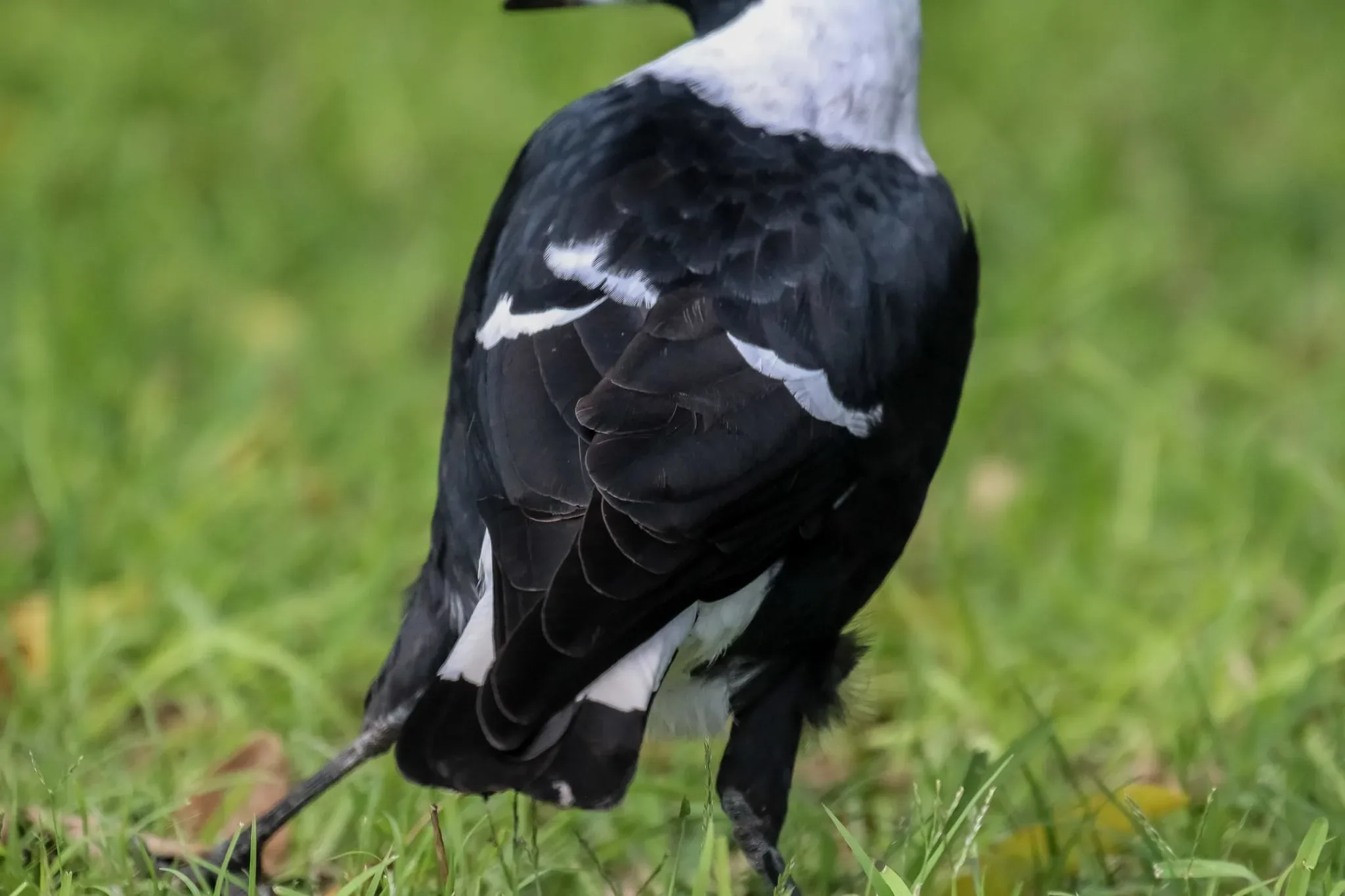 79 photos of Australian Magpie