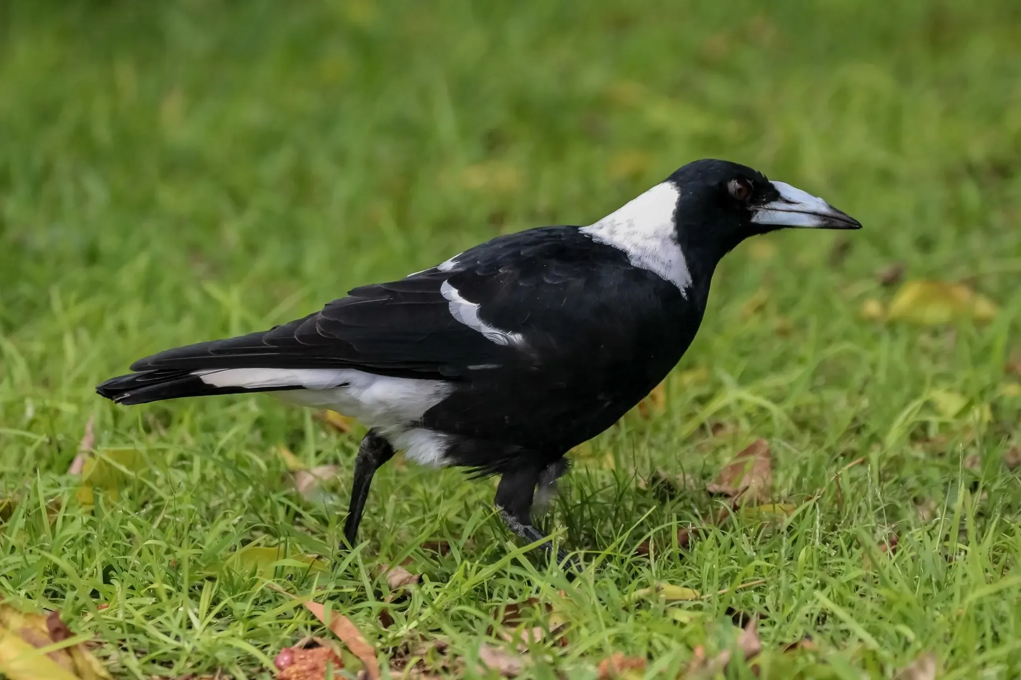 79 photos of Australian Magpie