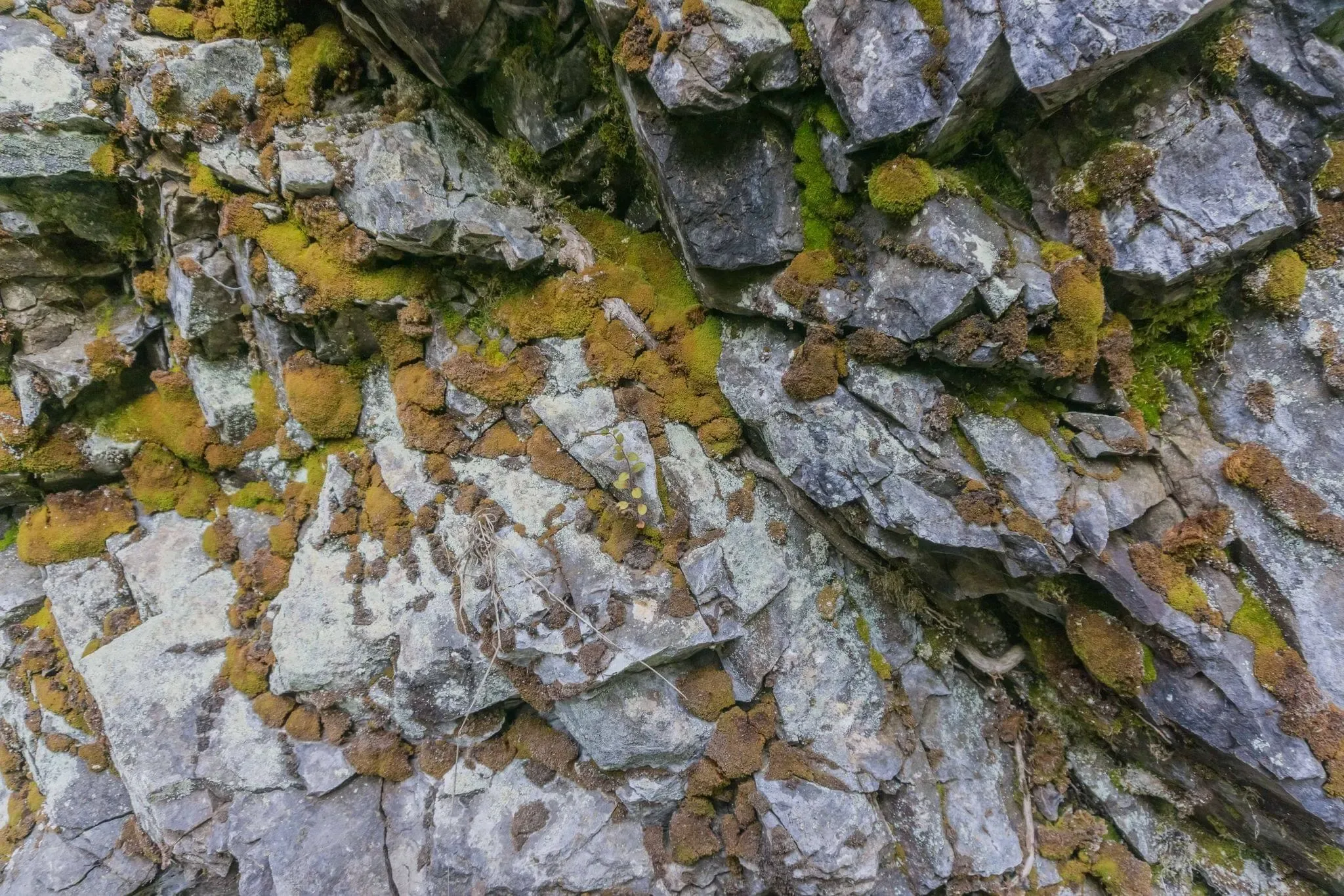 186 photos of Mountain Stream