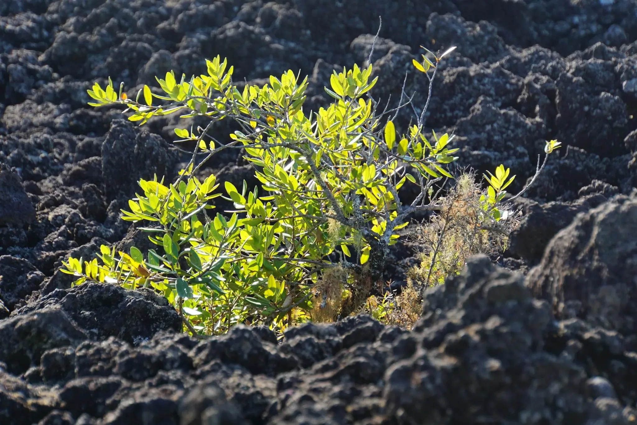 376 photos of Volcanic Island Lava Rock Fields