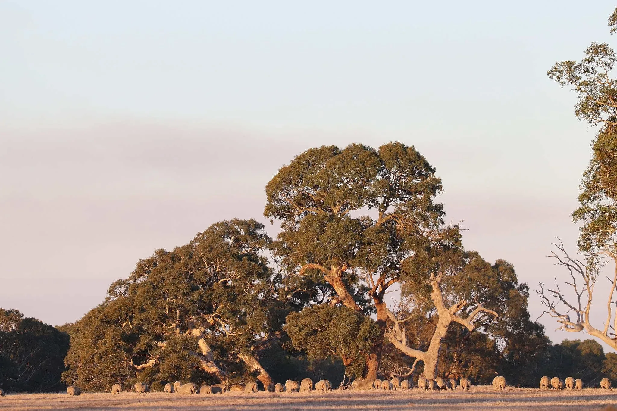 112 photos of Eucalyptus Trees