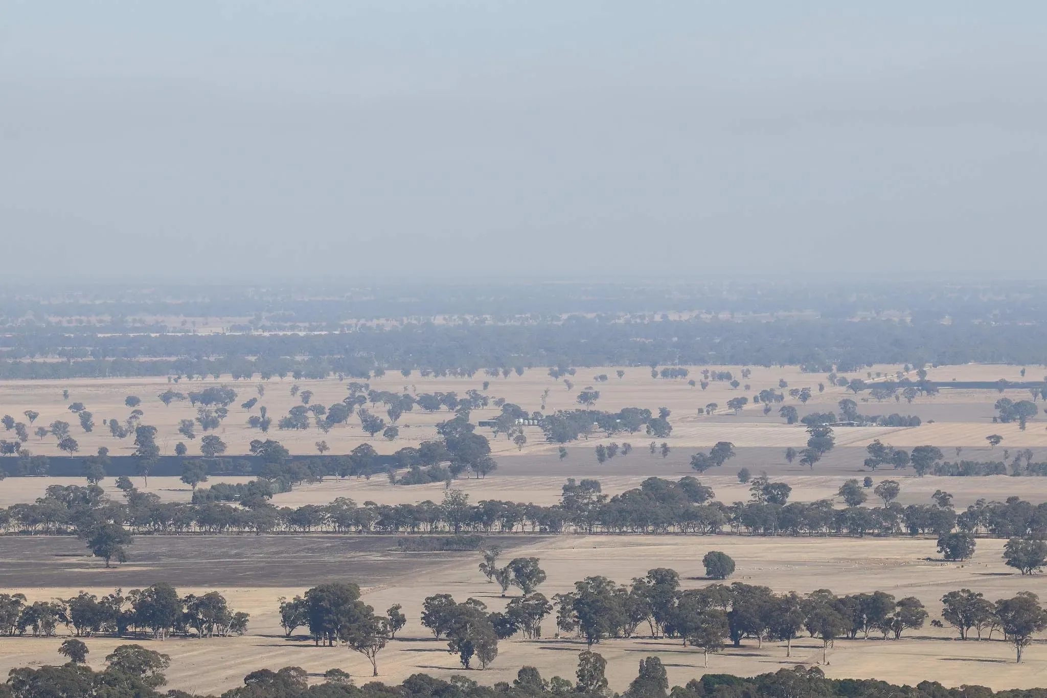 112 photos of Eucalyptus Trees