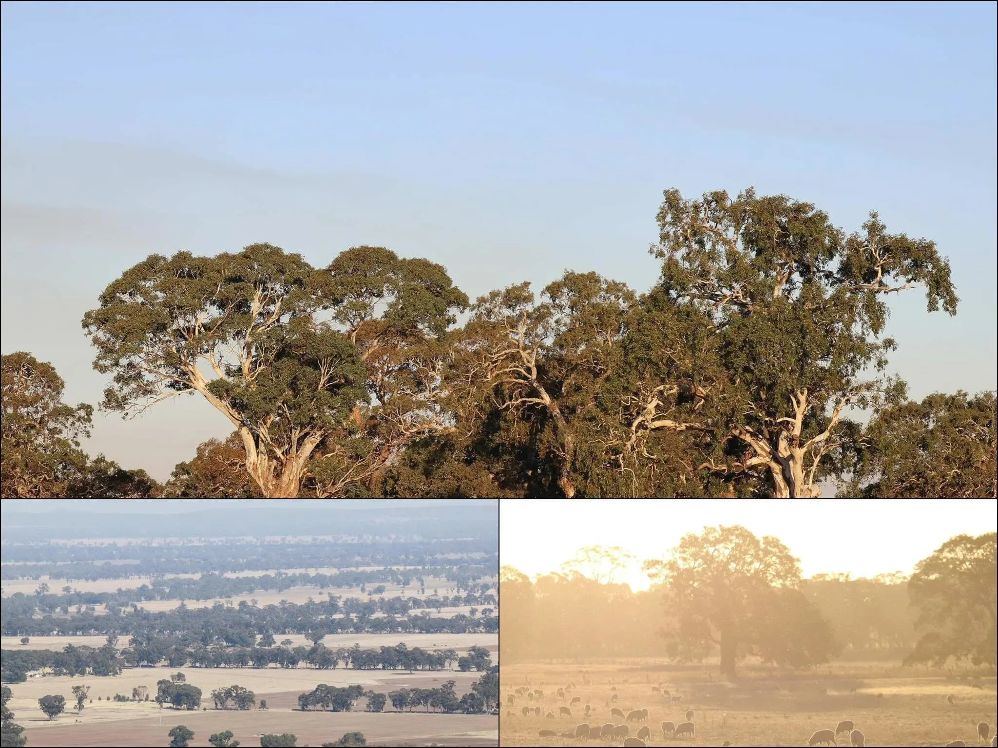 112 photos of Eucalyptus Trees