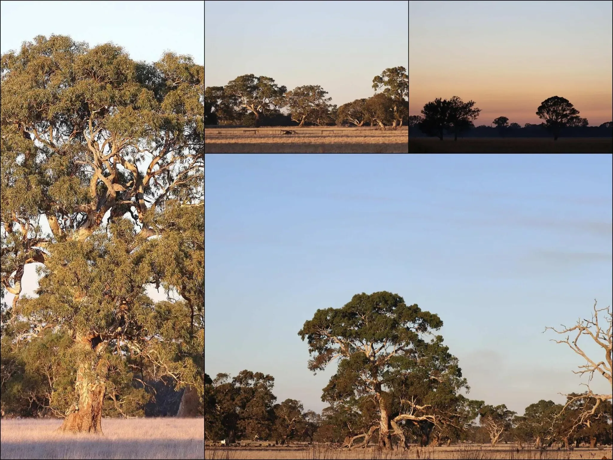 112 photos of Eucalyptus Trees