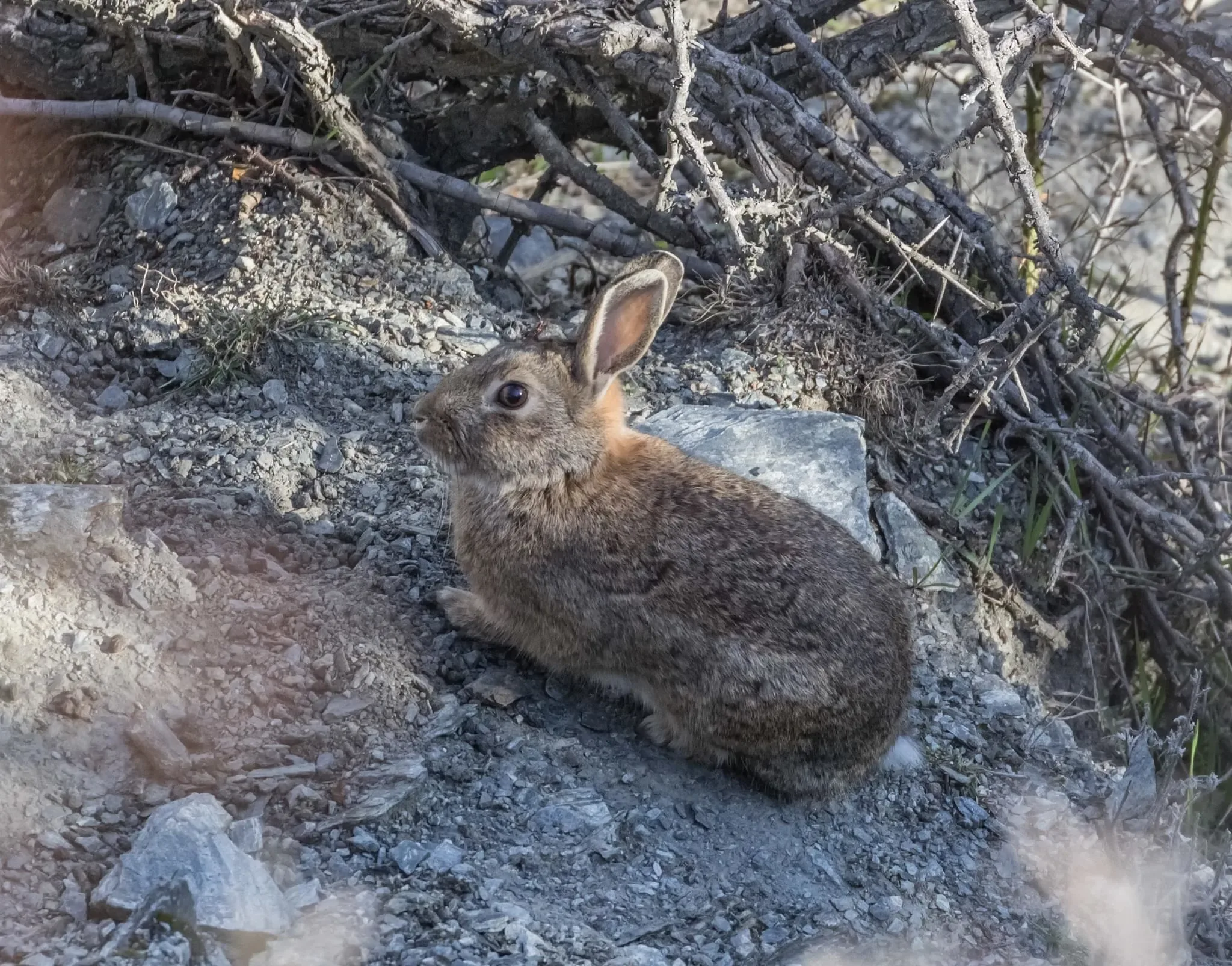 198 photos of Rogue Rabbit Colony