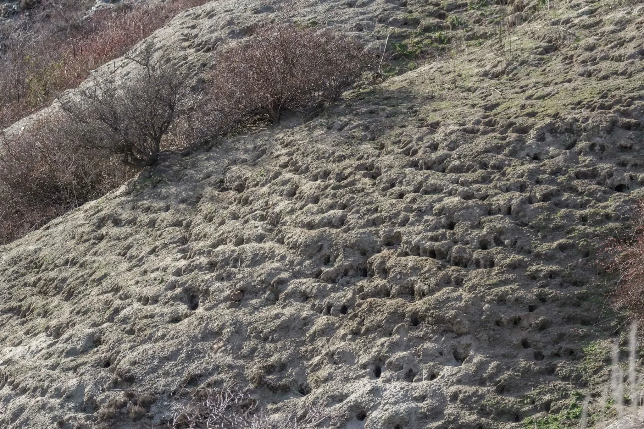 198 photos of Rogue Rabbit Colony