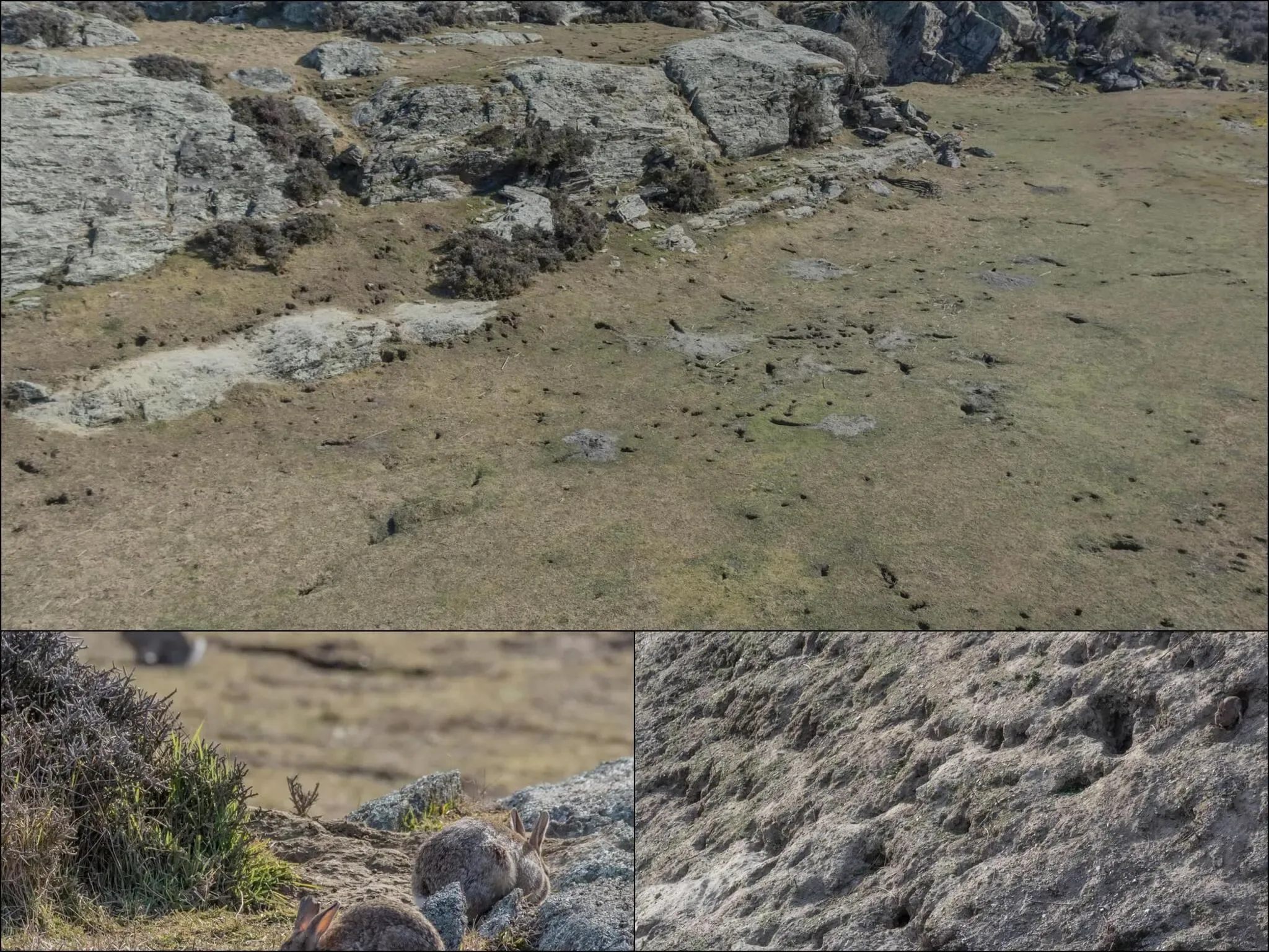 198 photos of Rogue Rabbit Colony