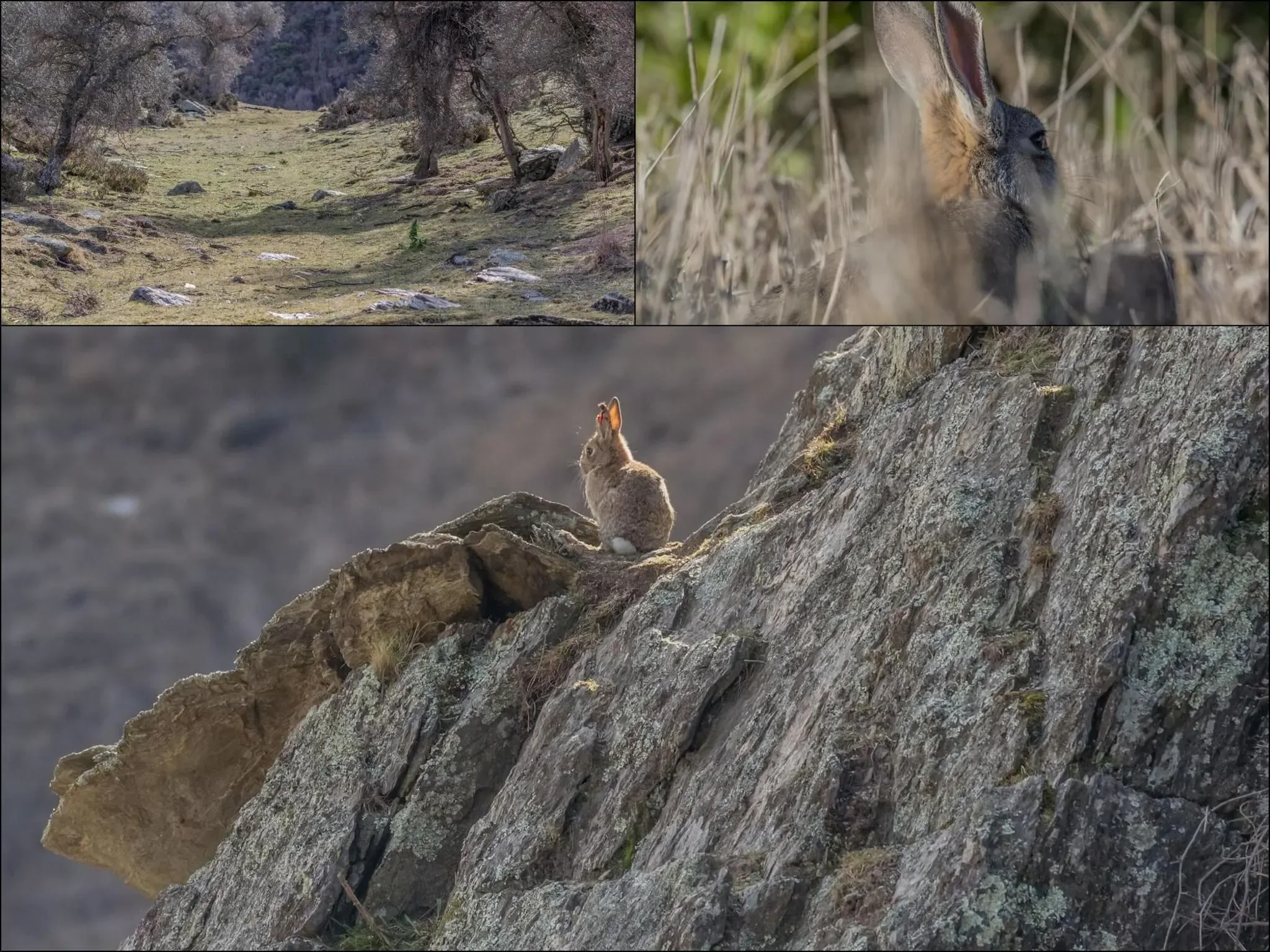 198 photos of Rogue Rabbit Colony