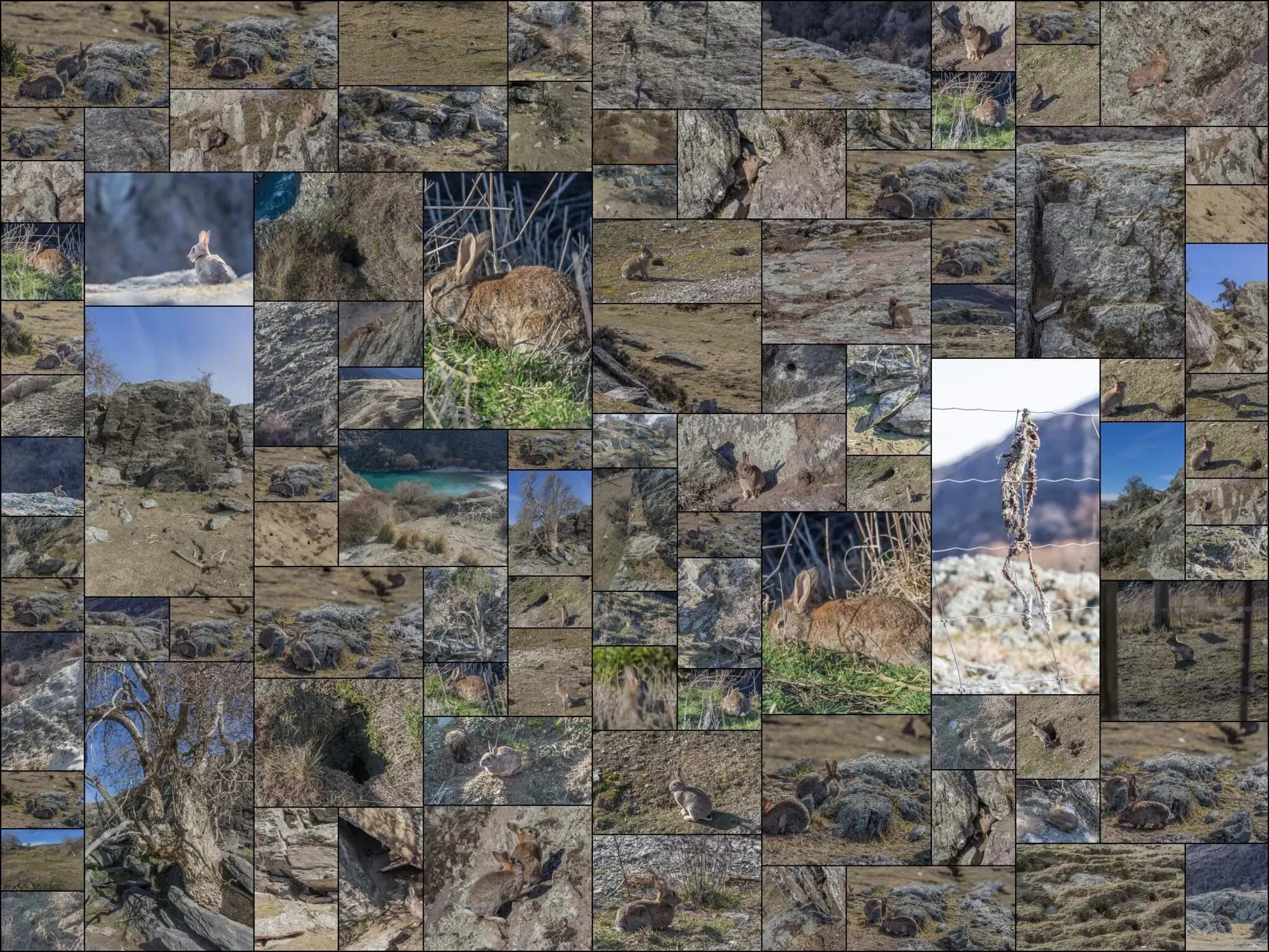 198 photos of Rogue Rabbit Colony