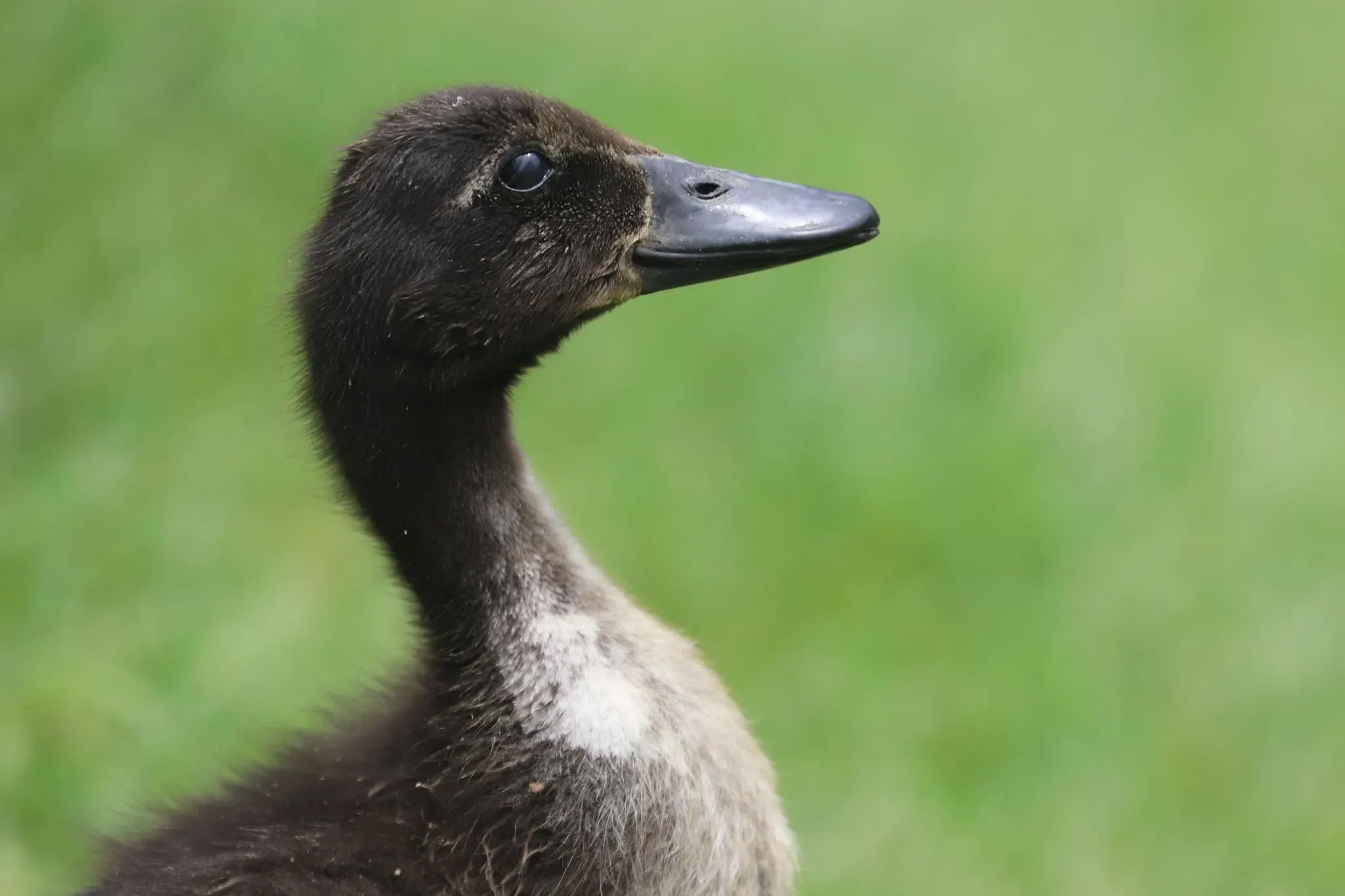 61 photos of Ducks and Ducklings