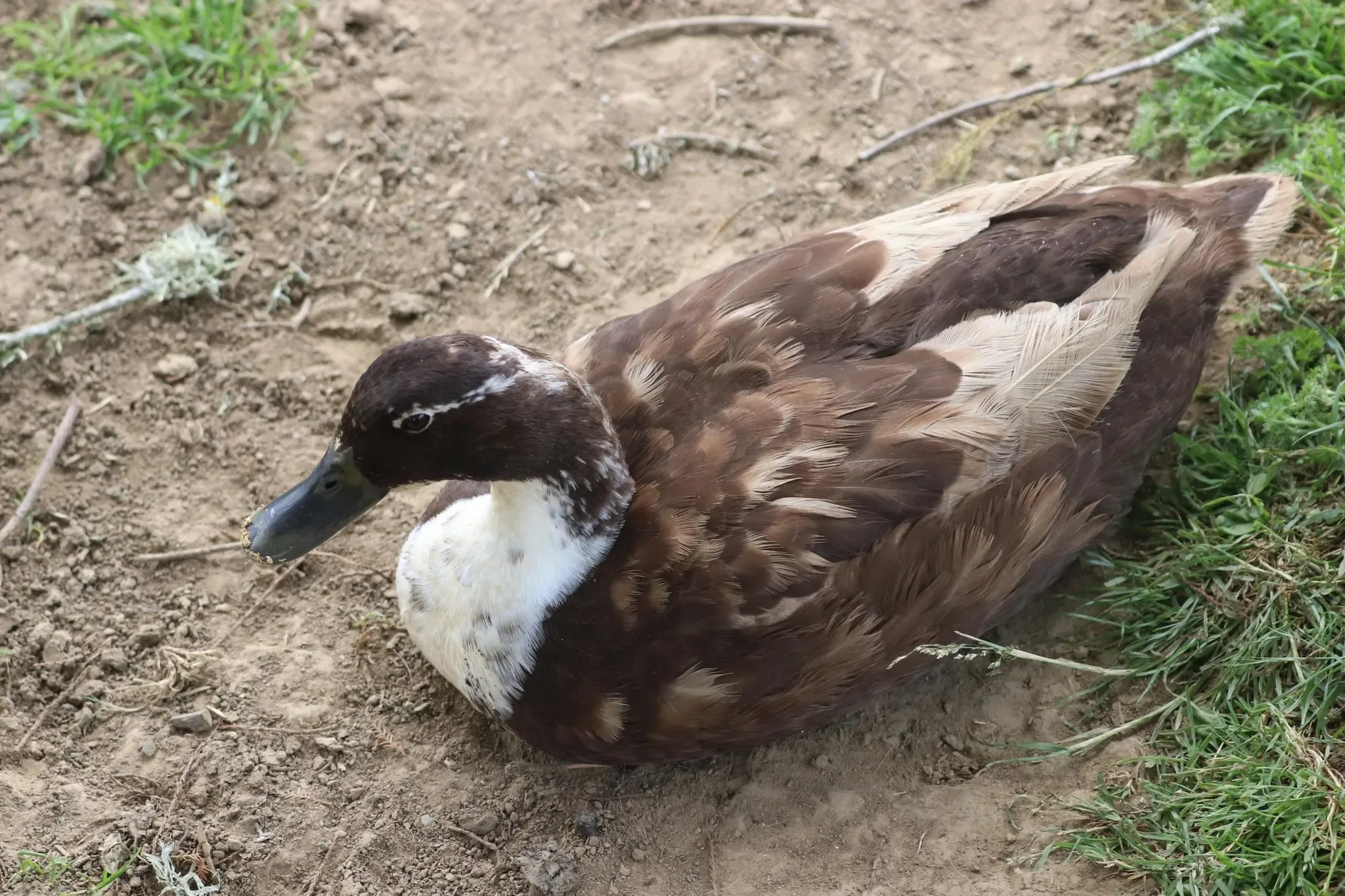 61 photos of Ducks and Ducklings