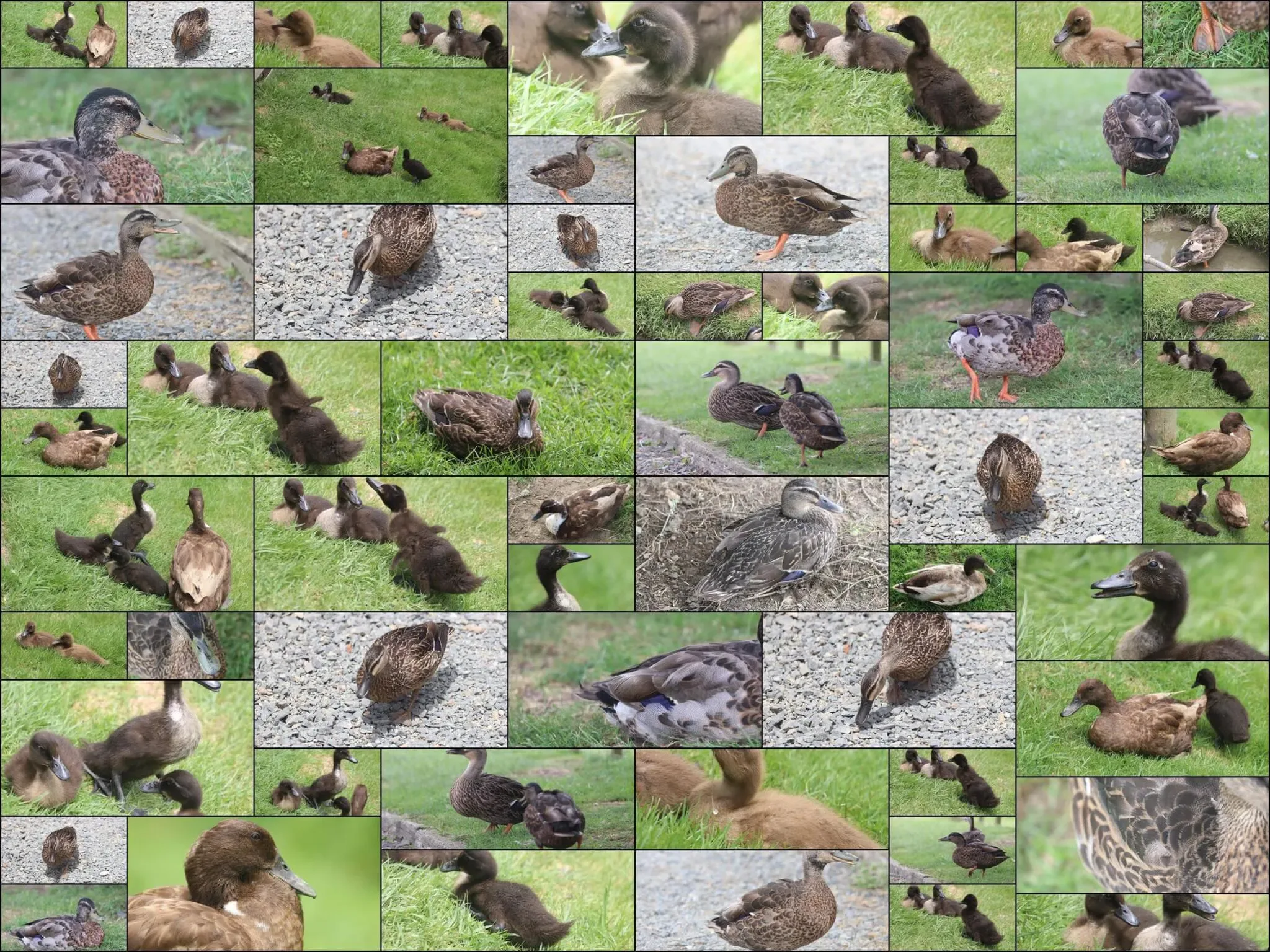 61 photos of Ducks and Ducklings