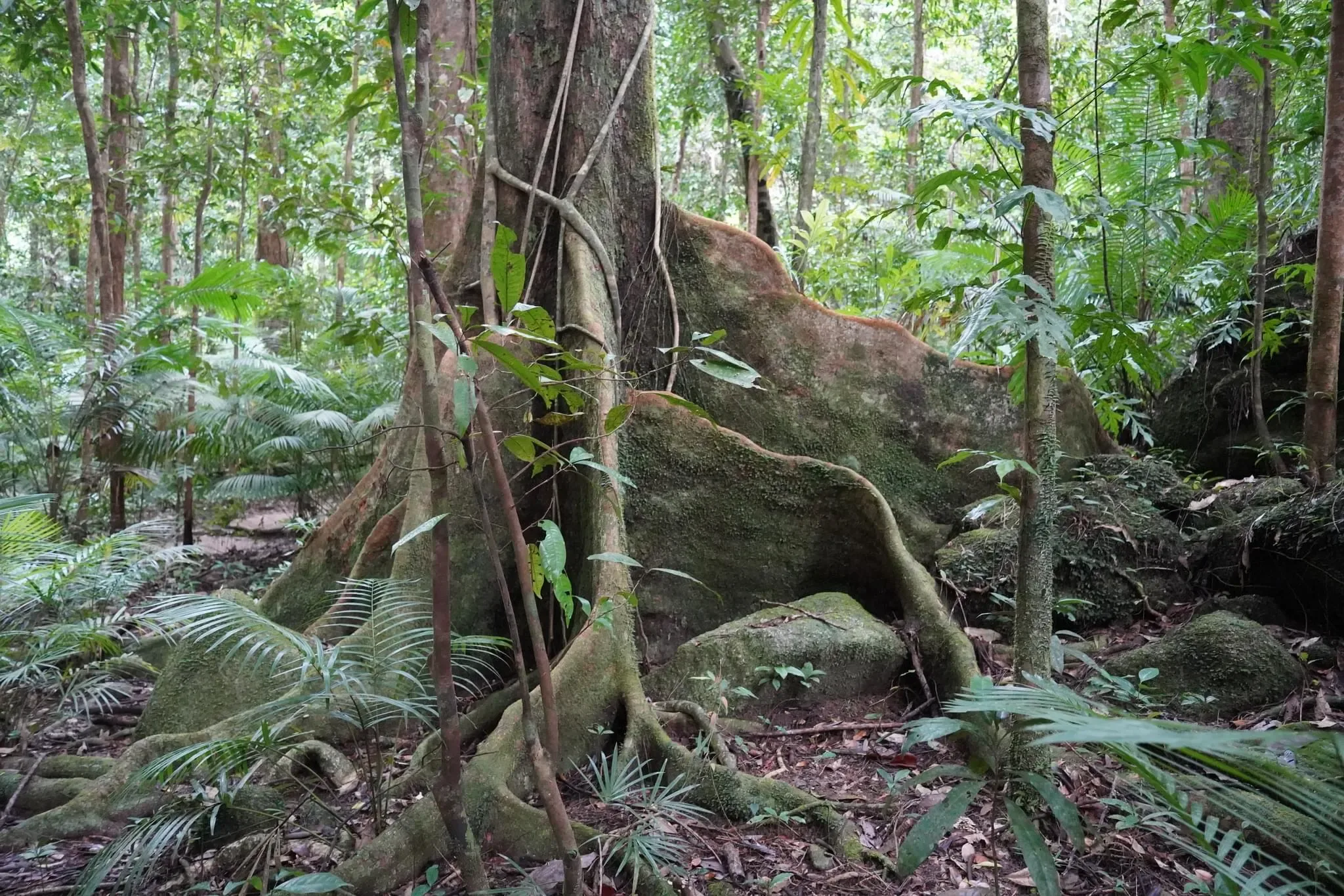 178 photos of Large Tropical Trees Forest