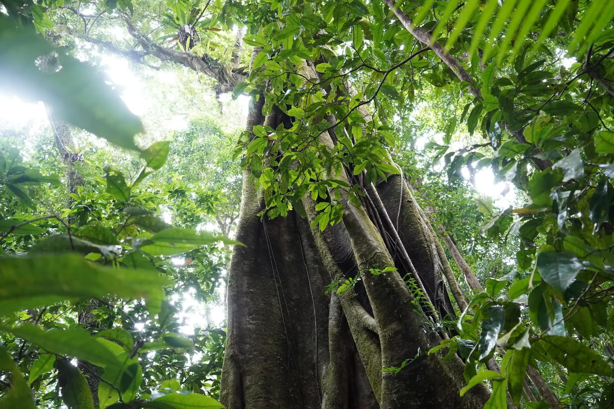 178 photos of Large Tropical Trees Forest