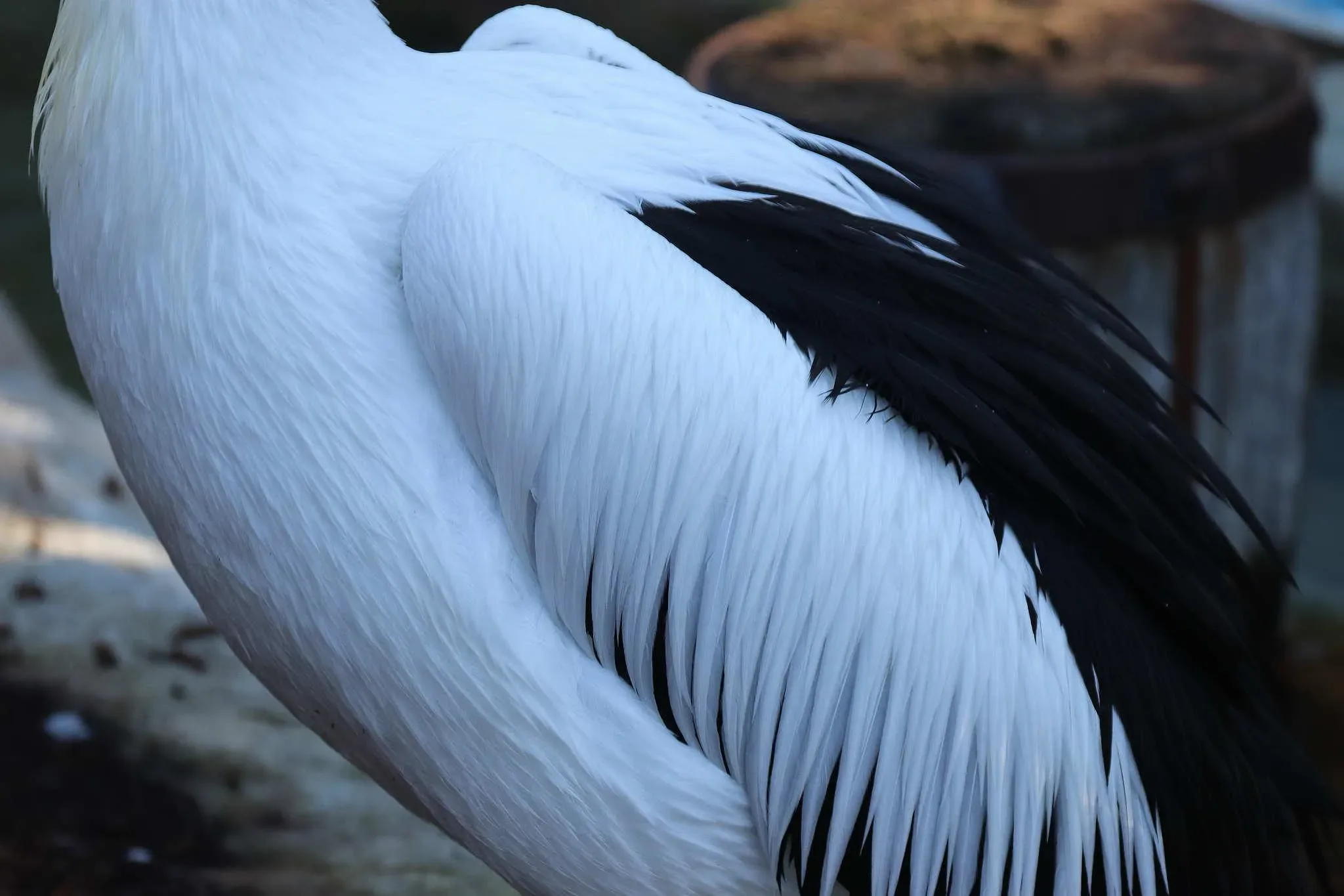 84 photos of Australian Pelican