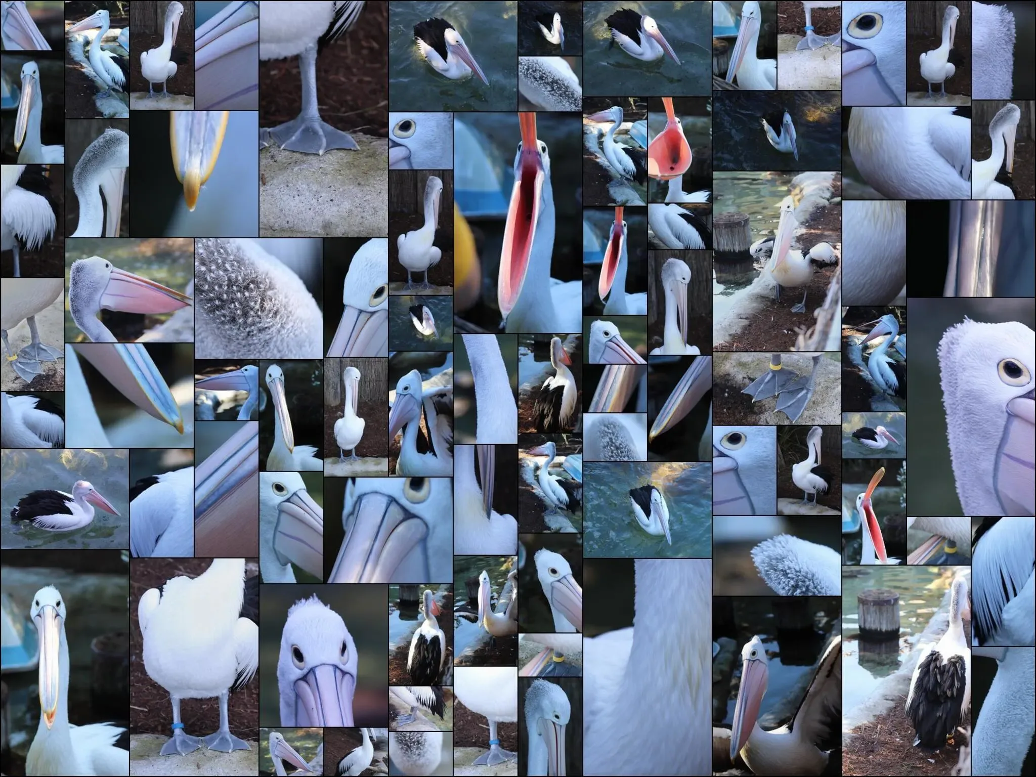 84 photos of Australian Pelican